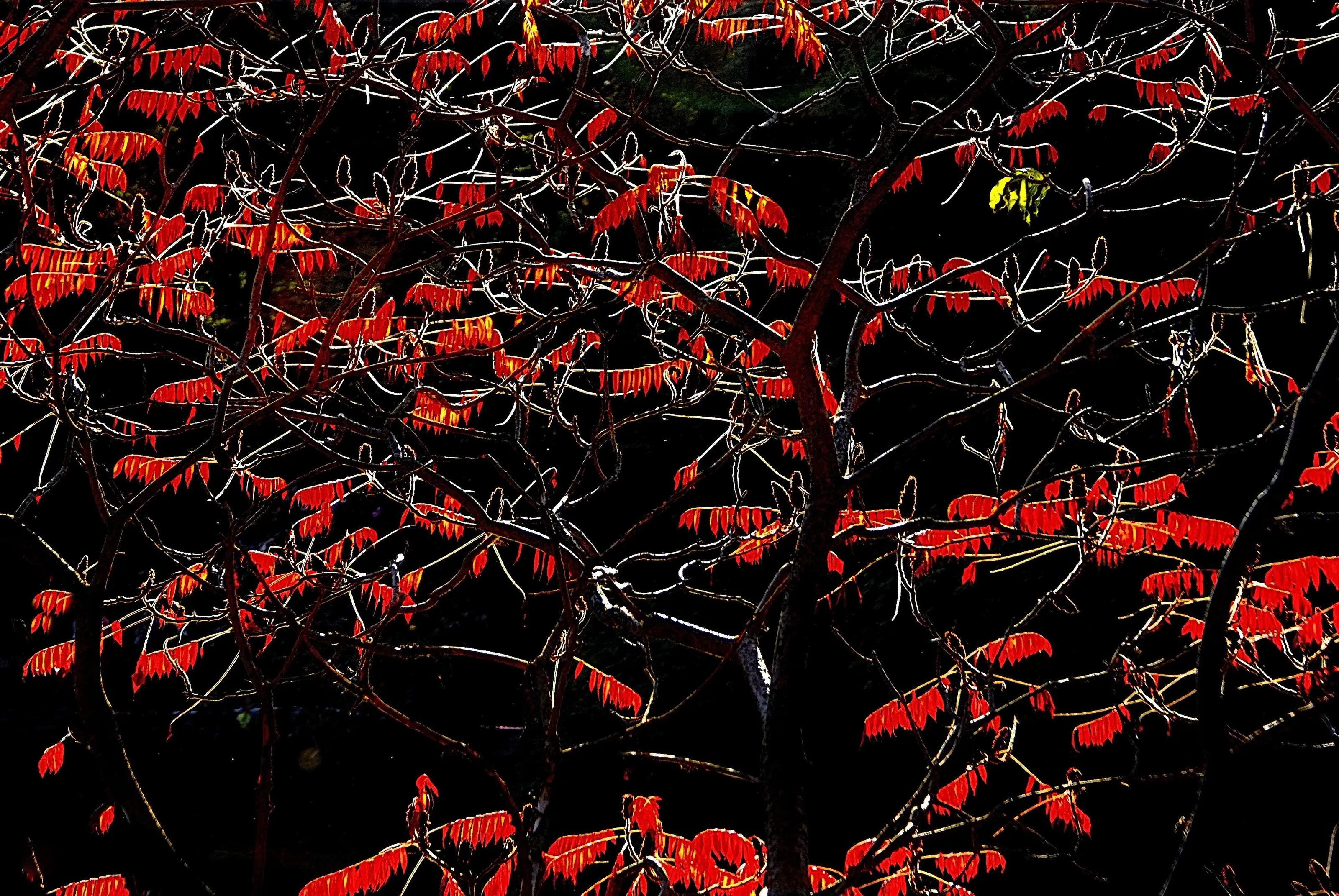 Autumn leaves