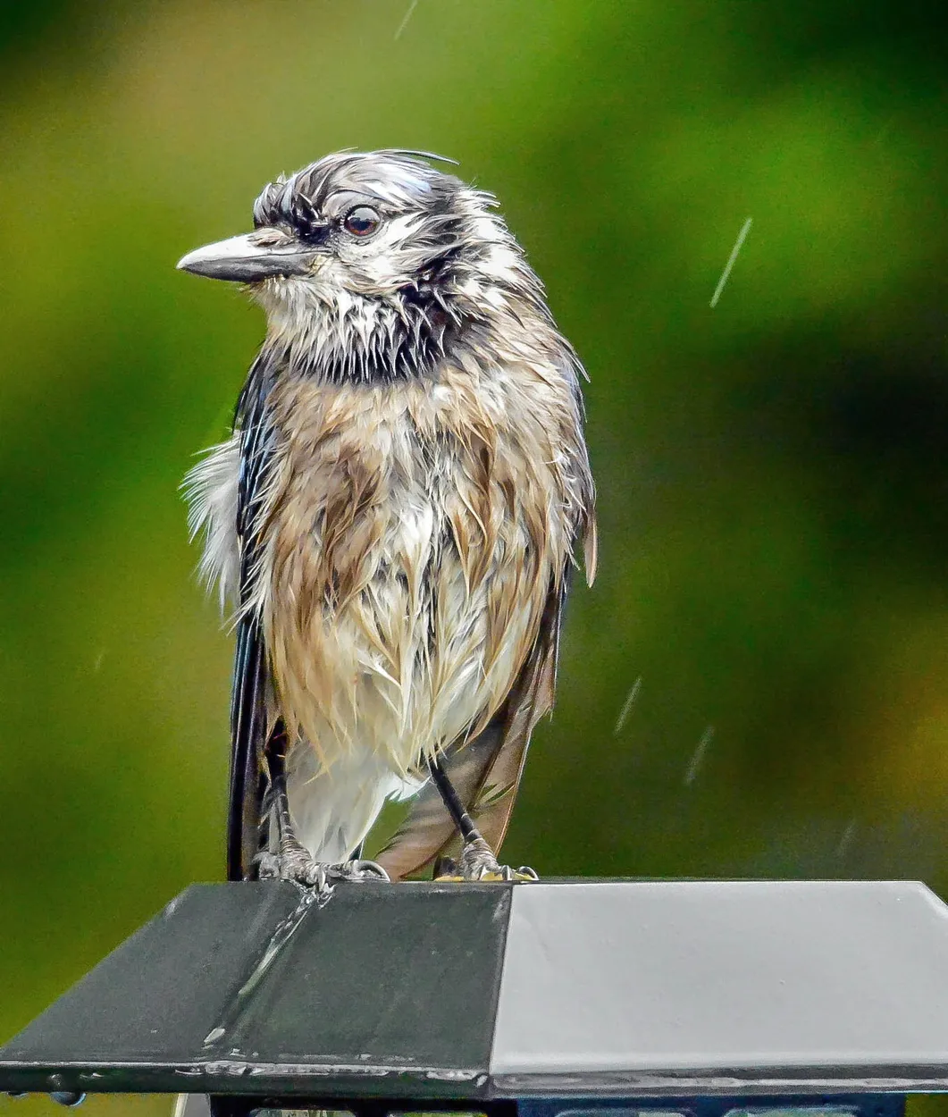 Entry 4033738