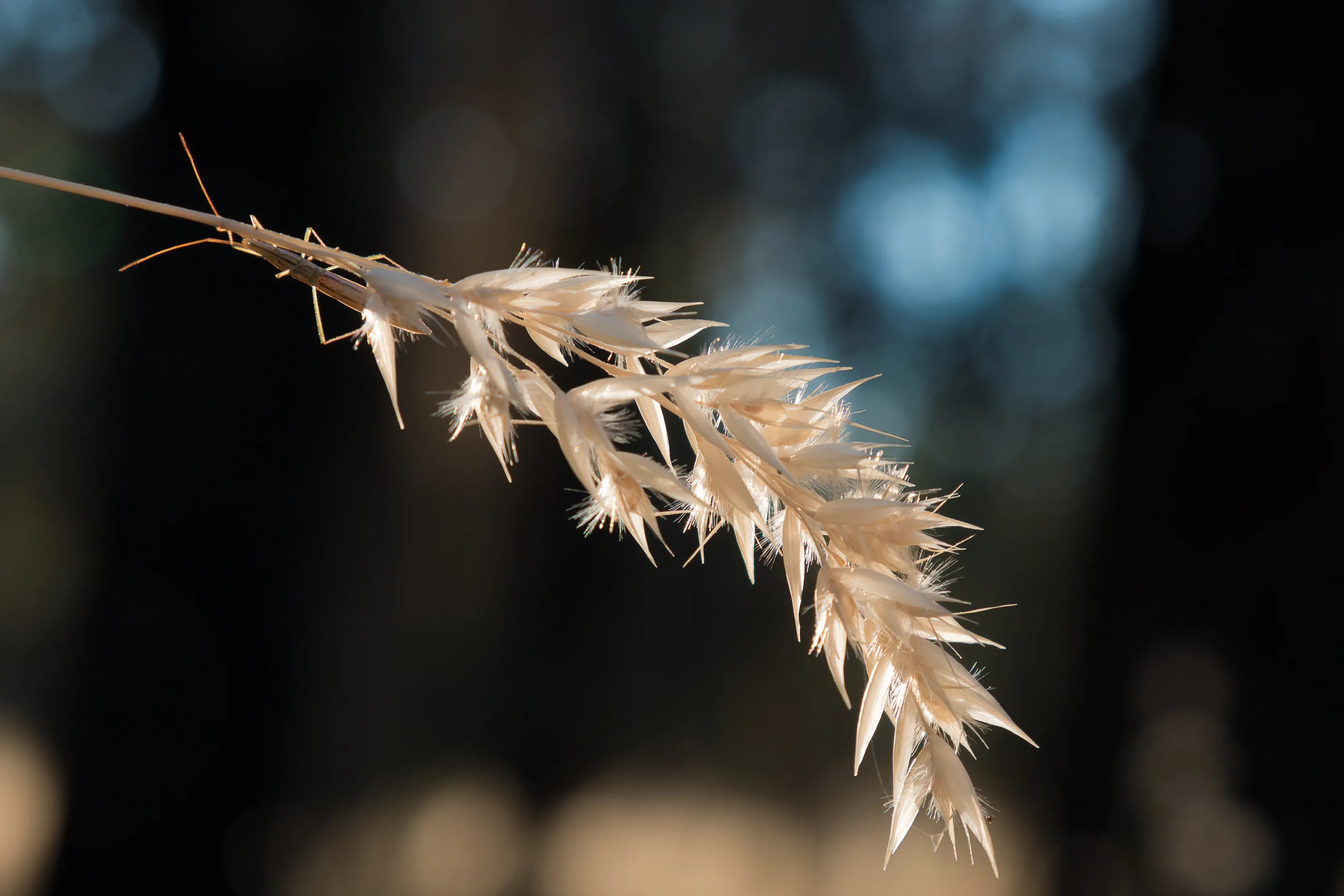 A Wild Grass Stalk and a Bug