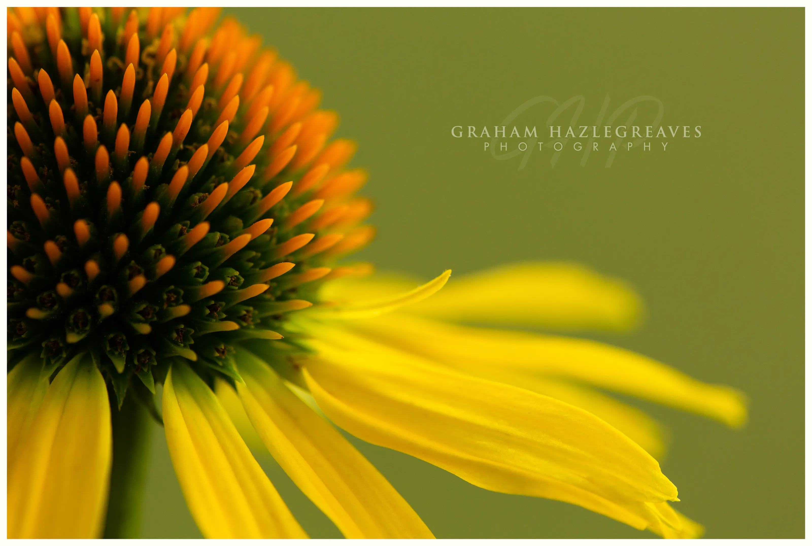 ECHINACEA
