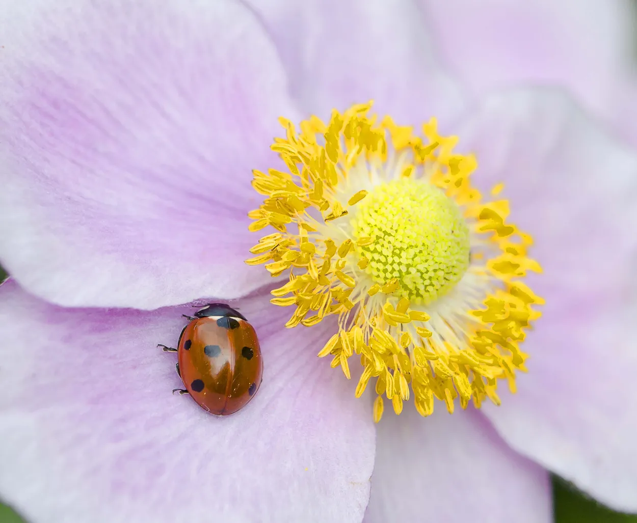 Entry 3634973