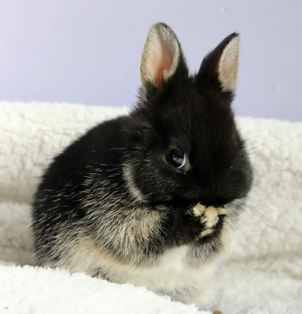My 8 week old bunny Eevee.