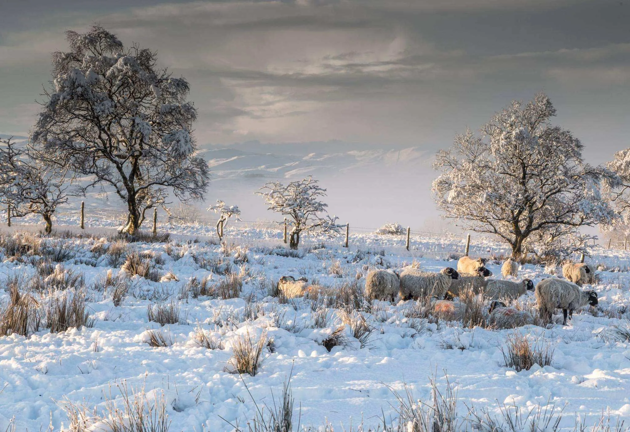 Sedburgh Sheep in the Snow
