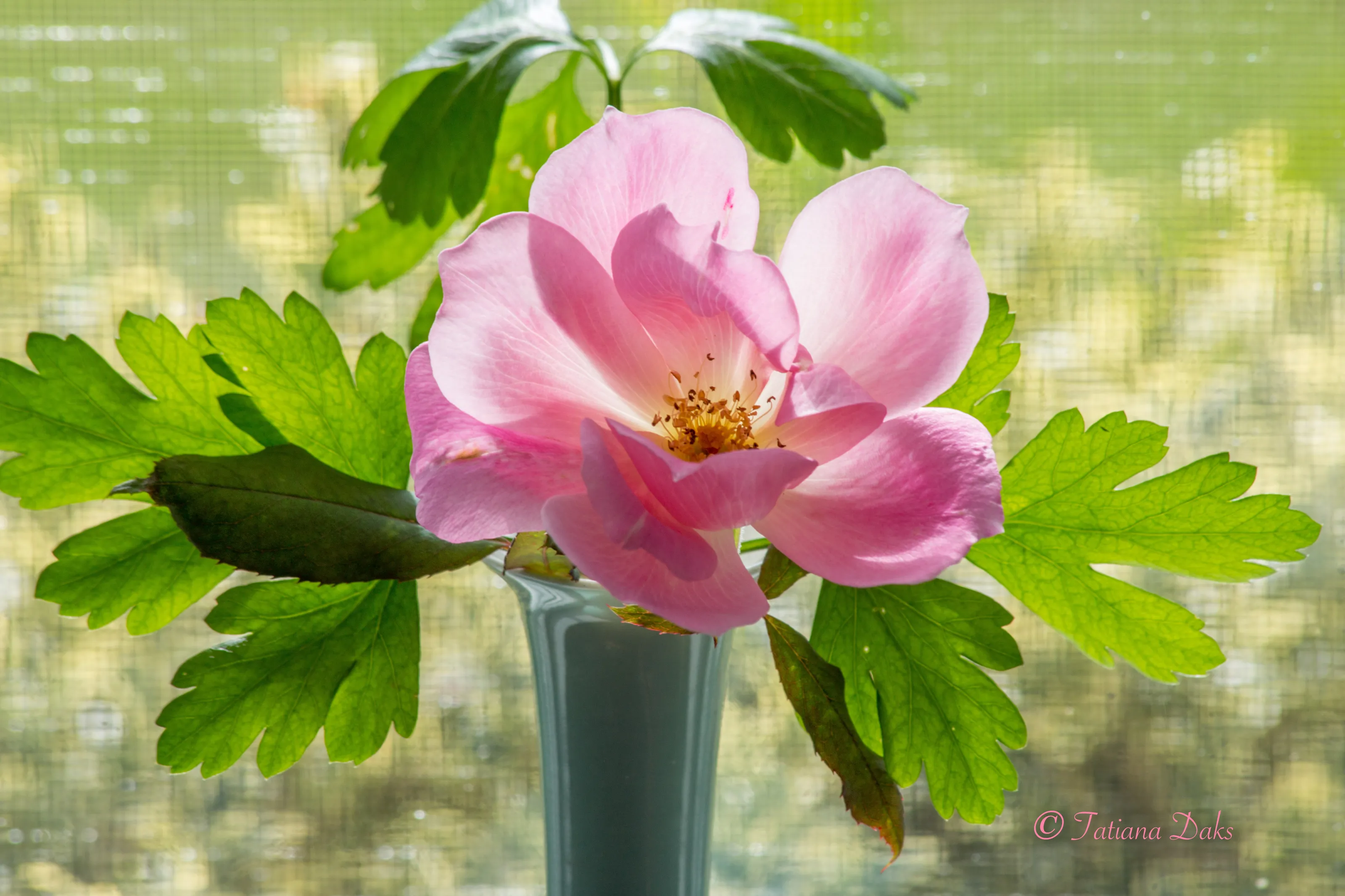 Rose