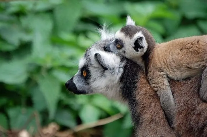 Motherly love