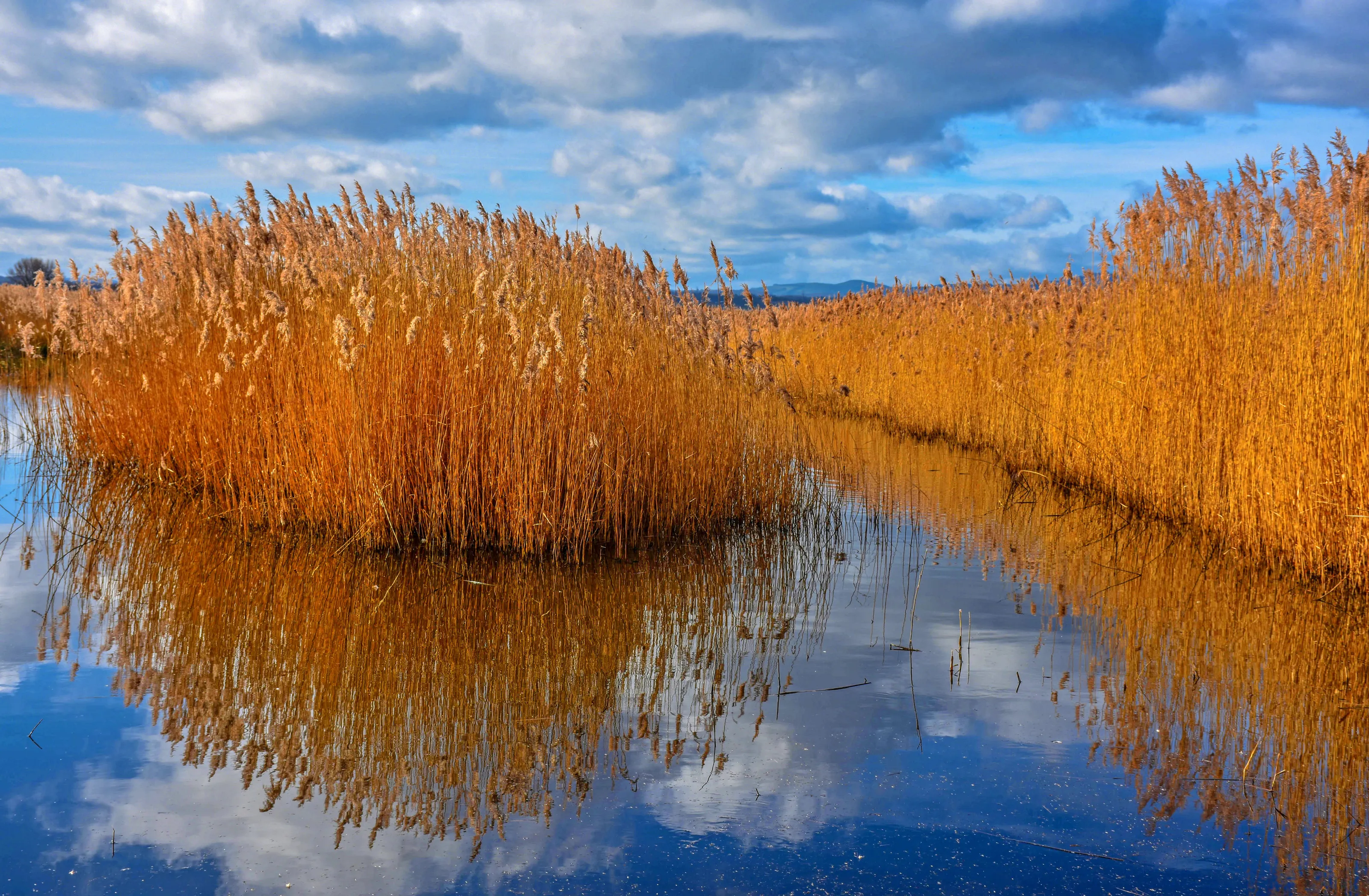 Reflections
