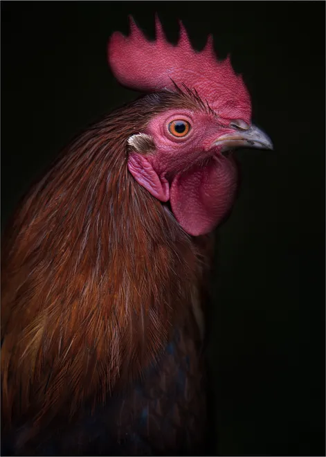 Red Rooster