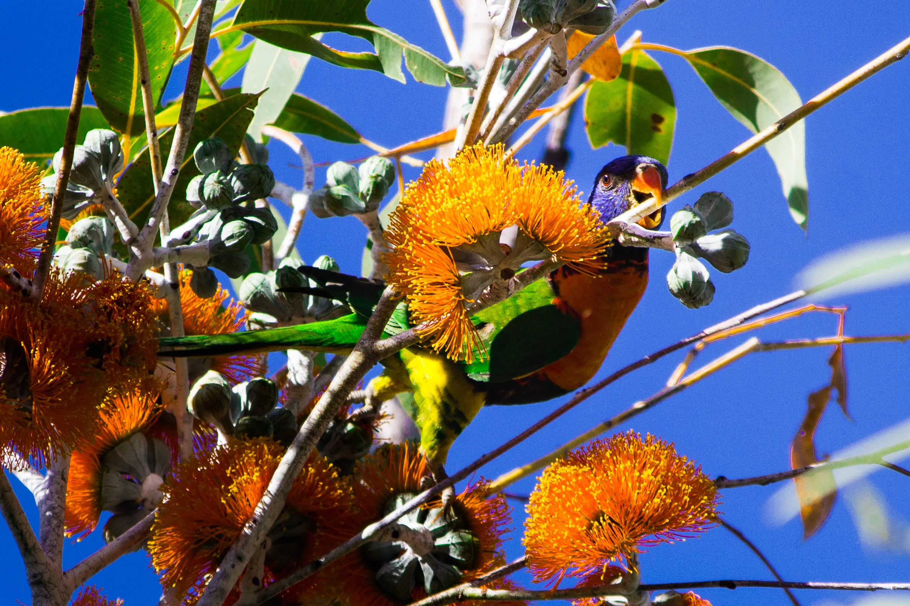 Rainbow Lorikeet