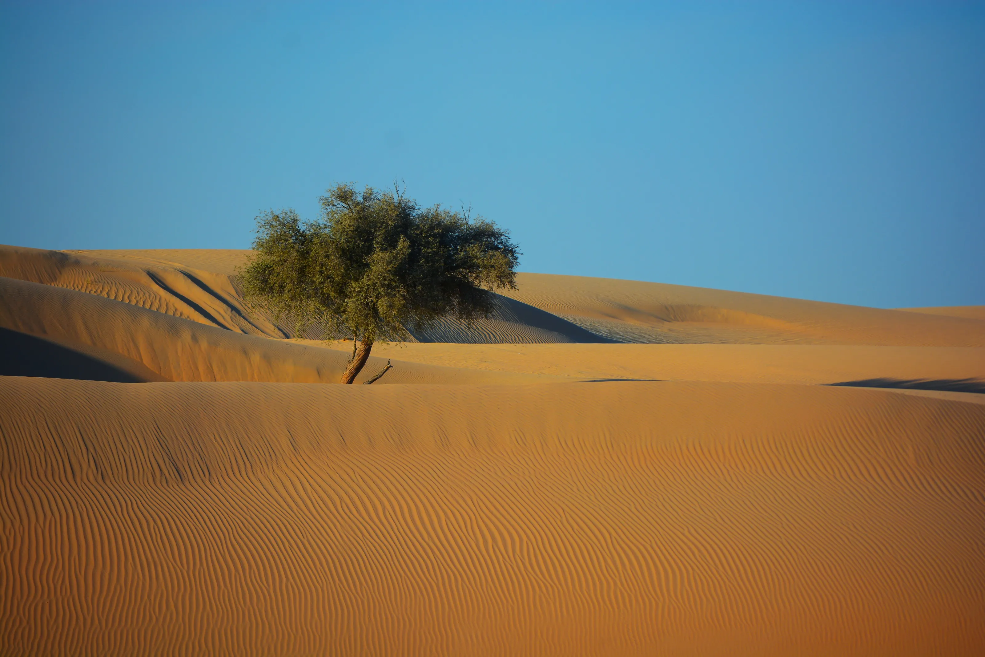 Loneliness