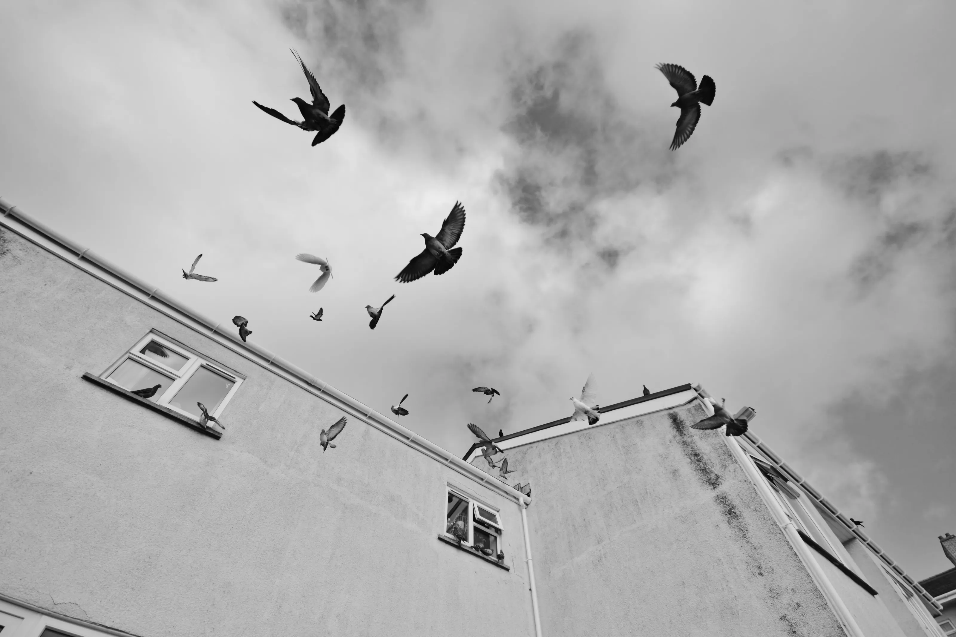 Flock of Pigeons