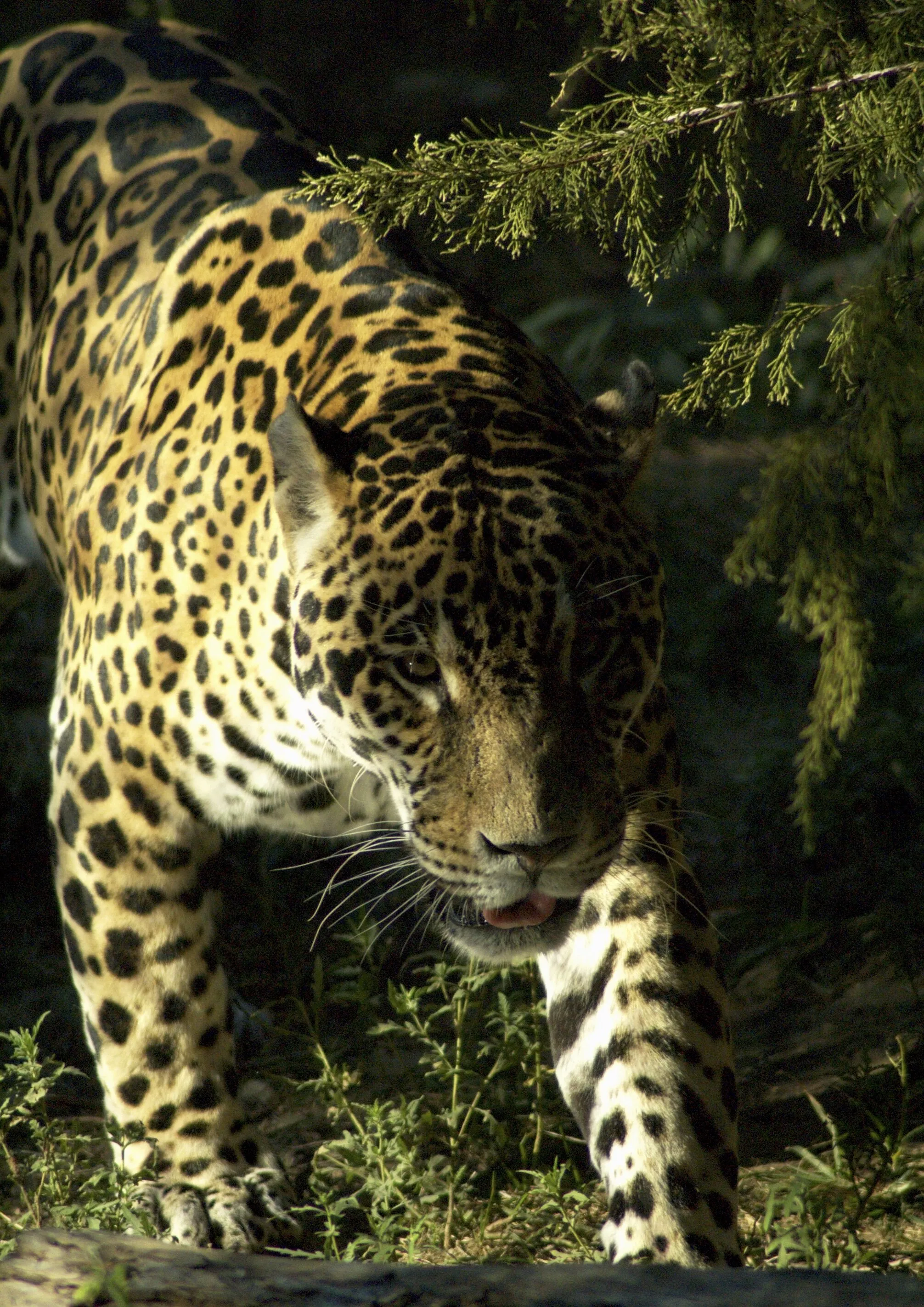 Approaching Leopard