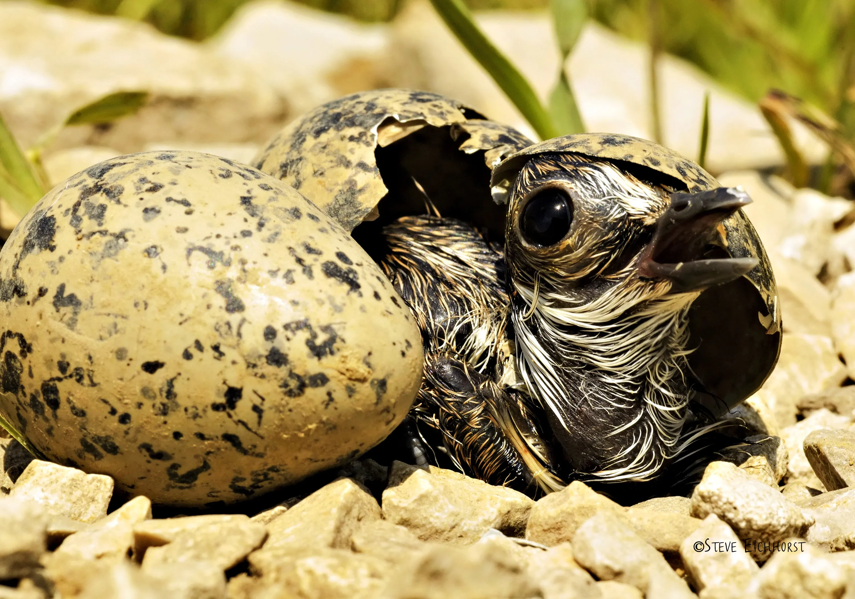 Kildeer Hatchling
