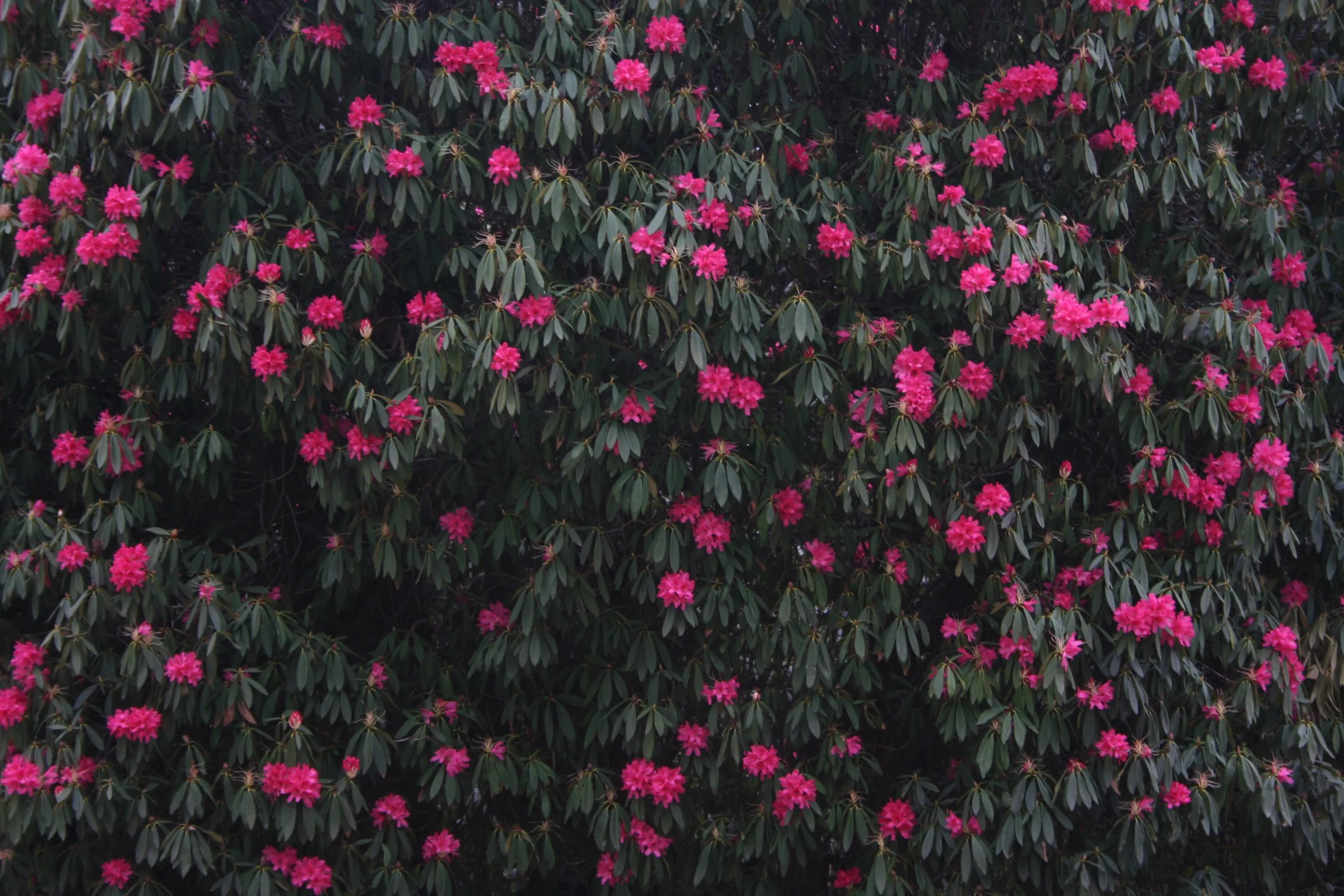 Pink Flowers