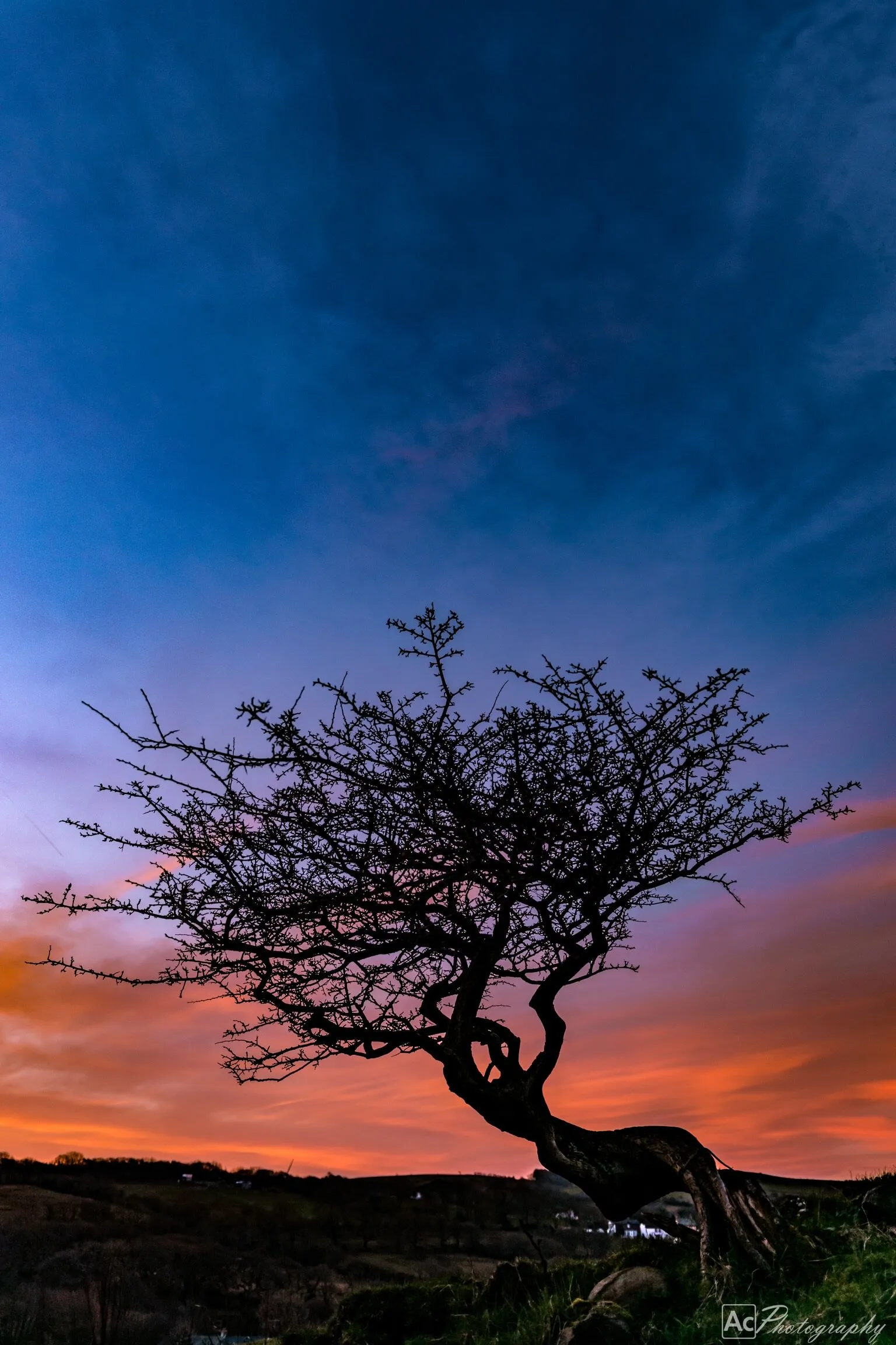 Morning tree