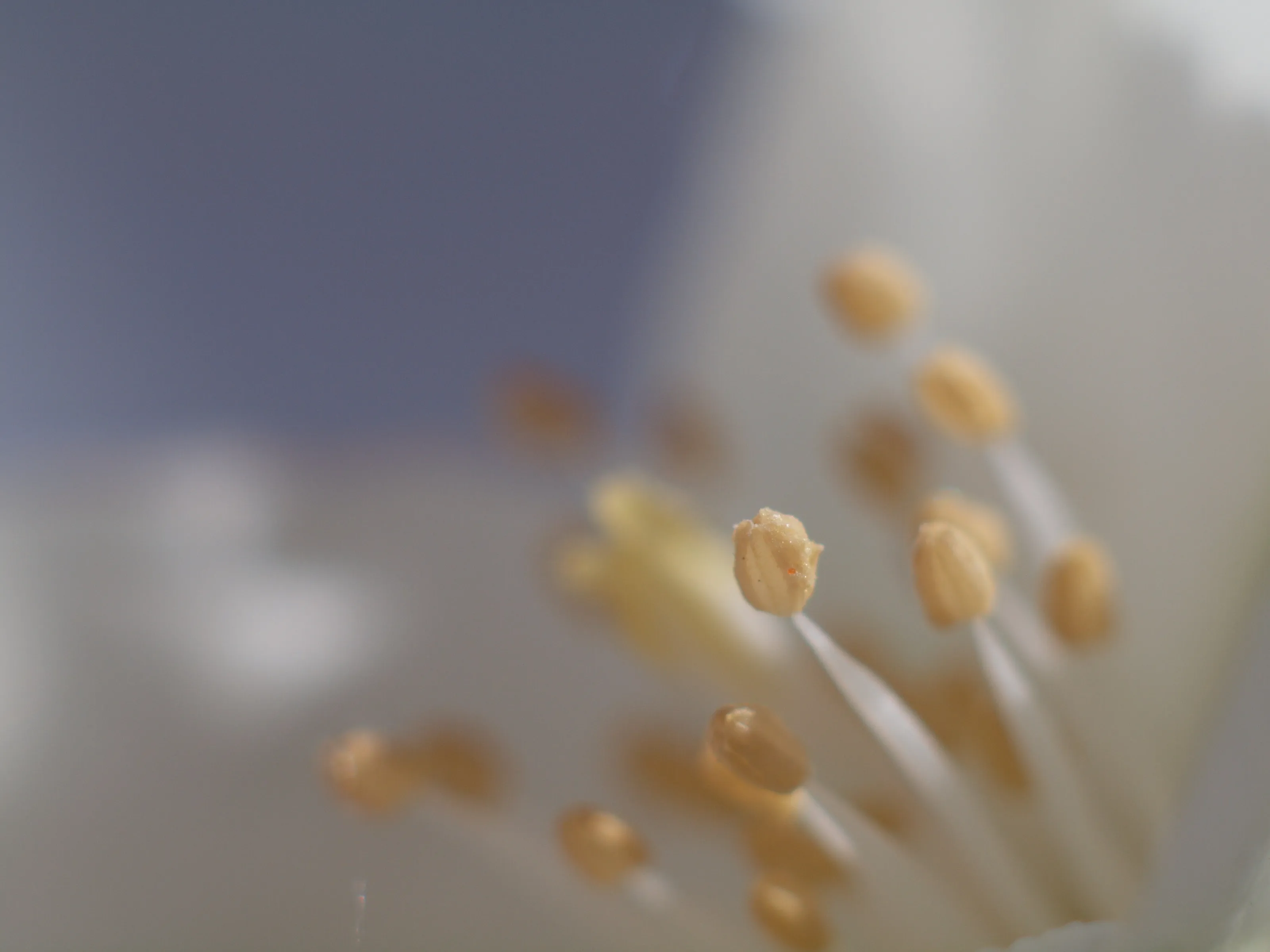 Close up of a flower