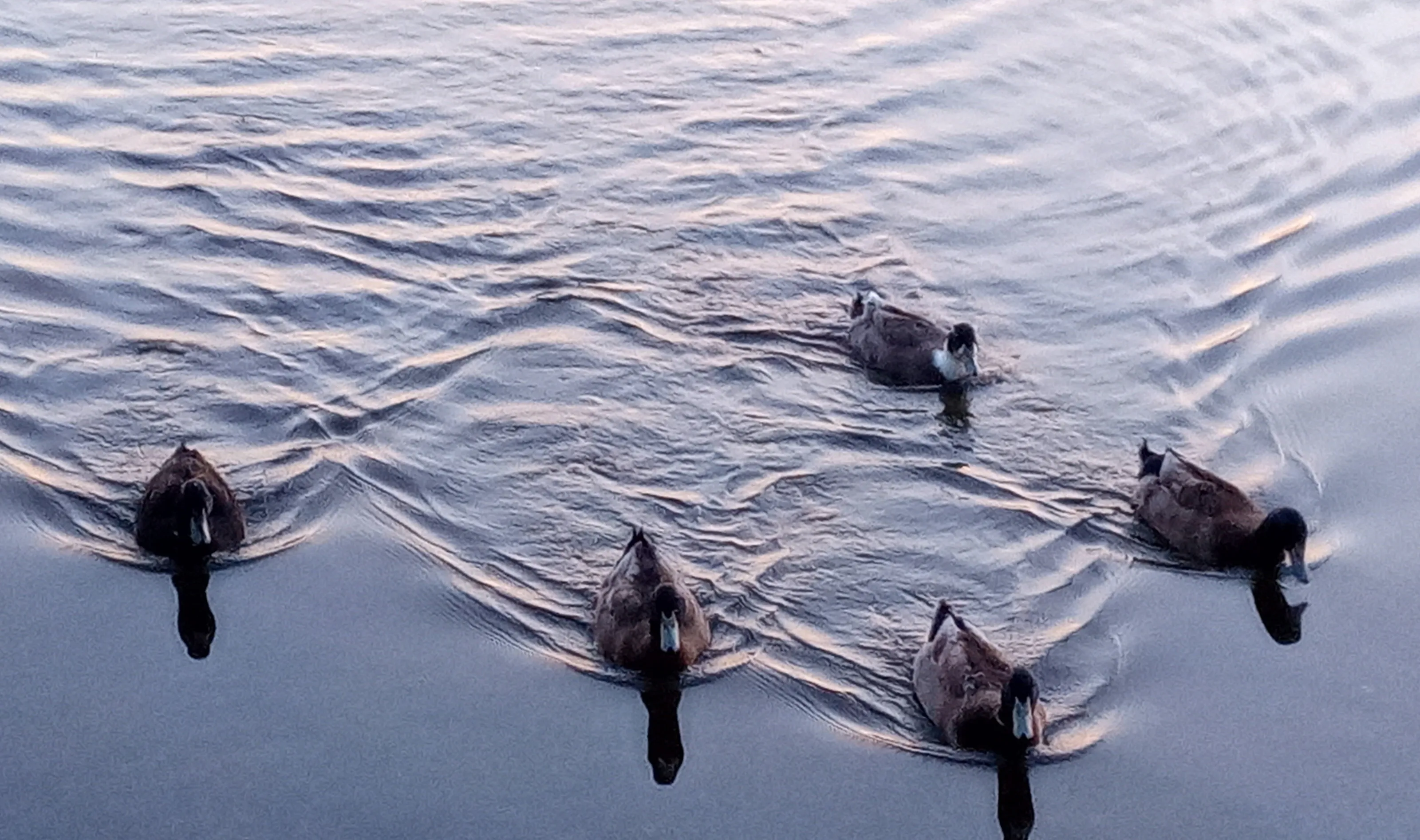 The ducks from Stillwater