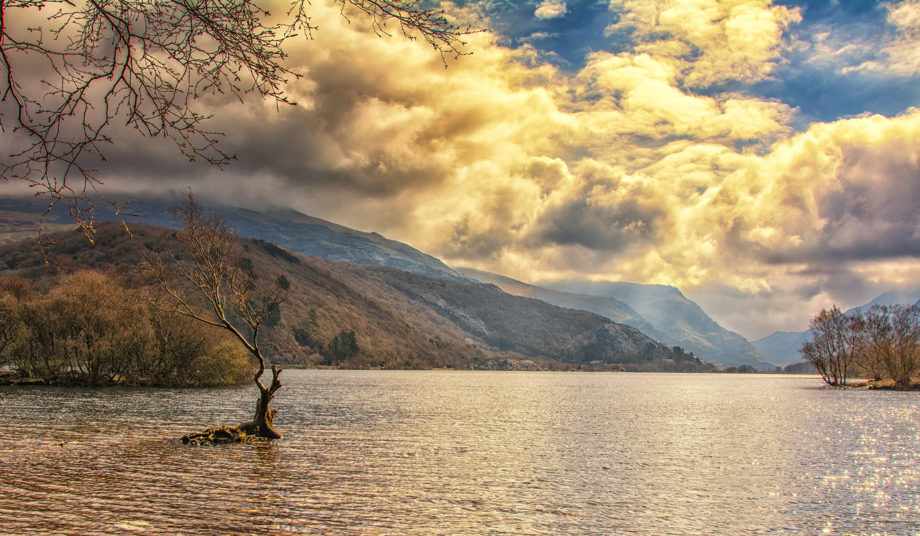 The tree in the lake.Llyn Padarn