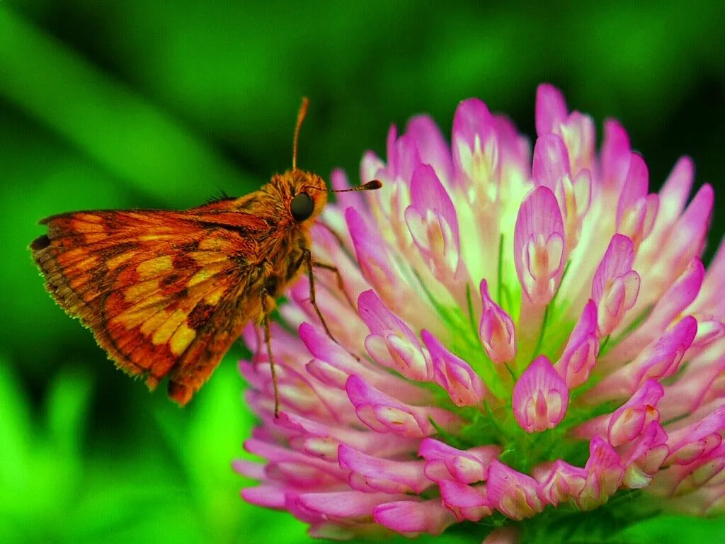 Butterfly on a flower