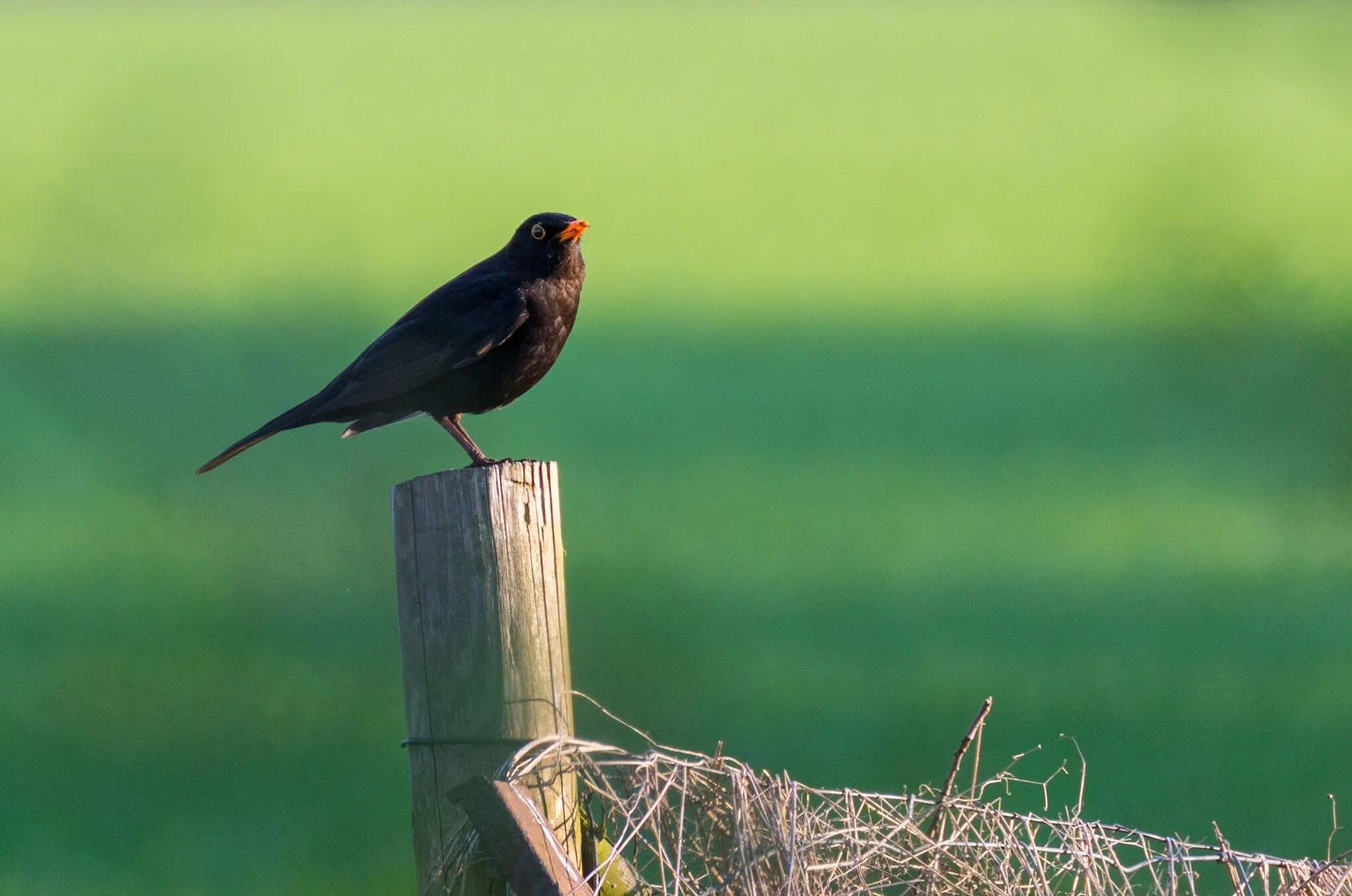 Blackbird