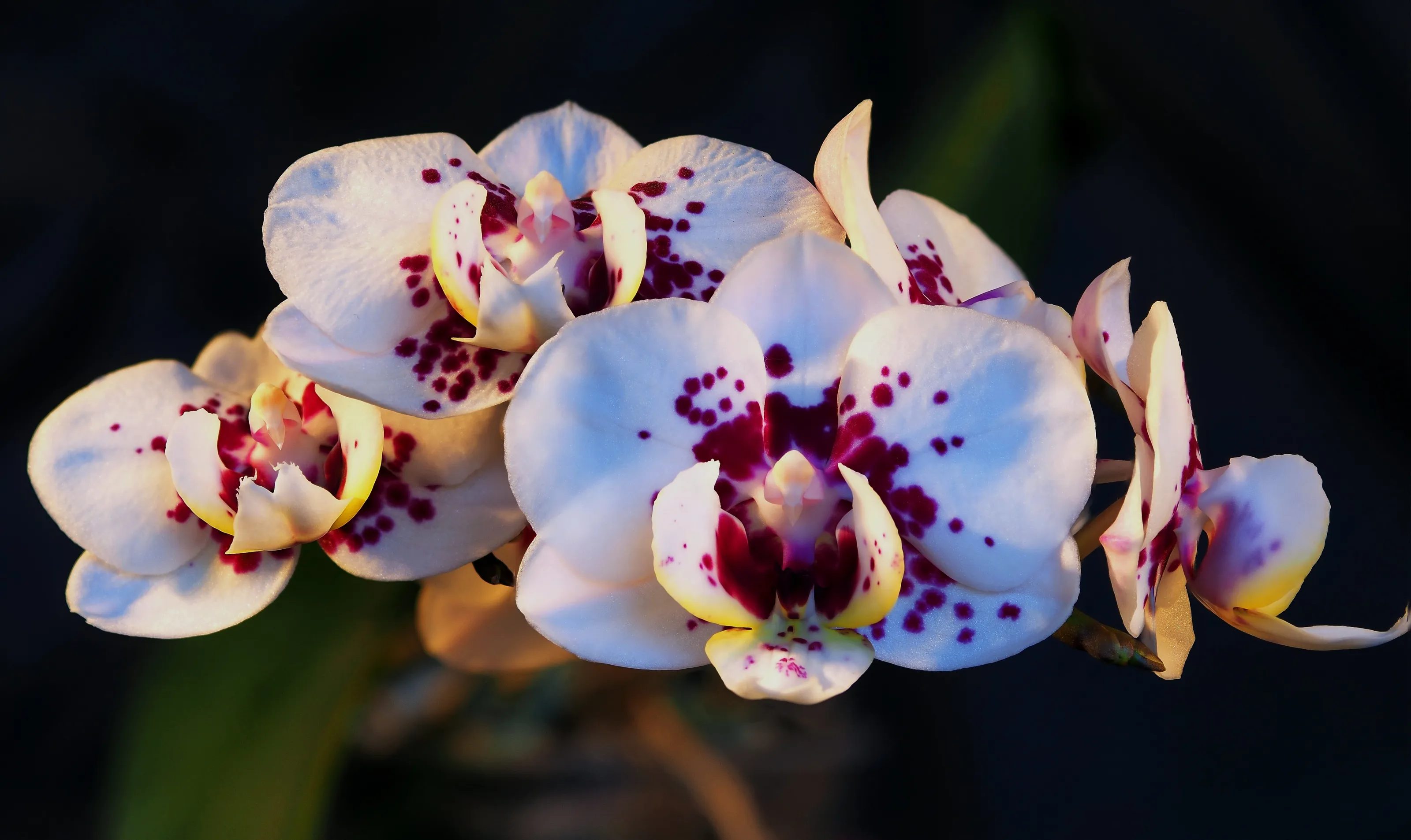 Orchid flowers