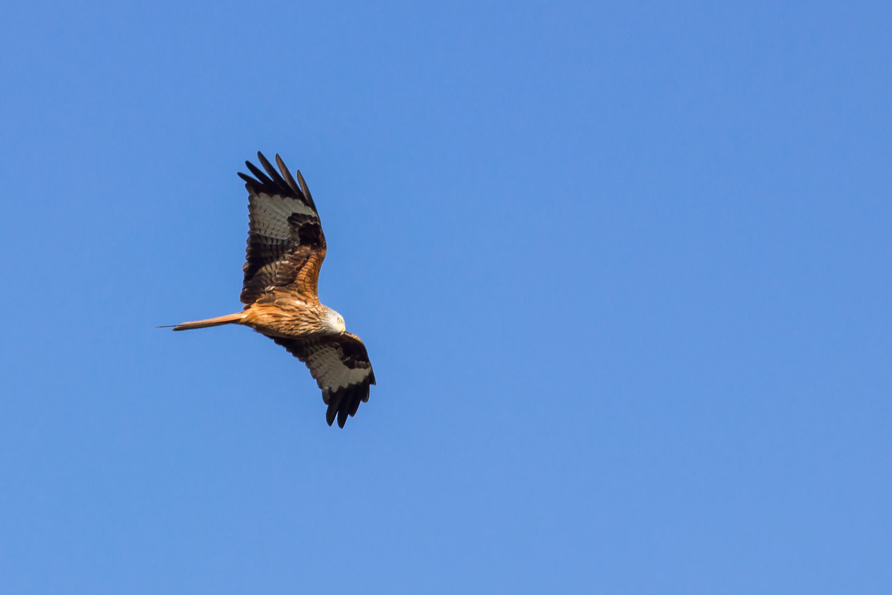 Kite in Flight