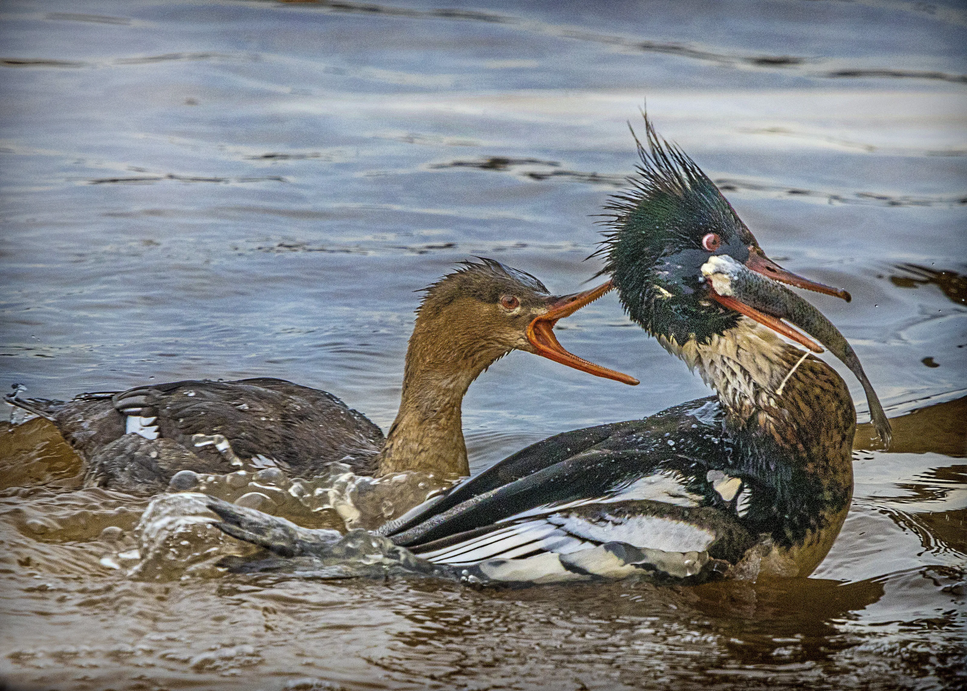 Merganser fight: MY FISH!! Mr. Merganser should beware.