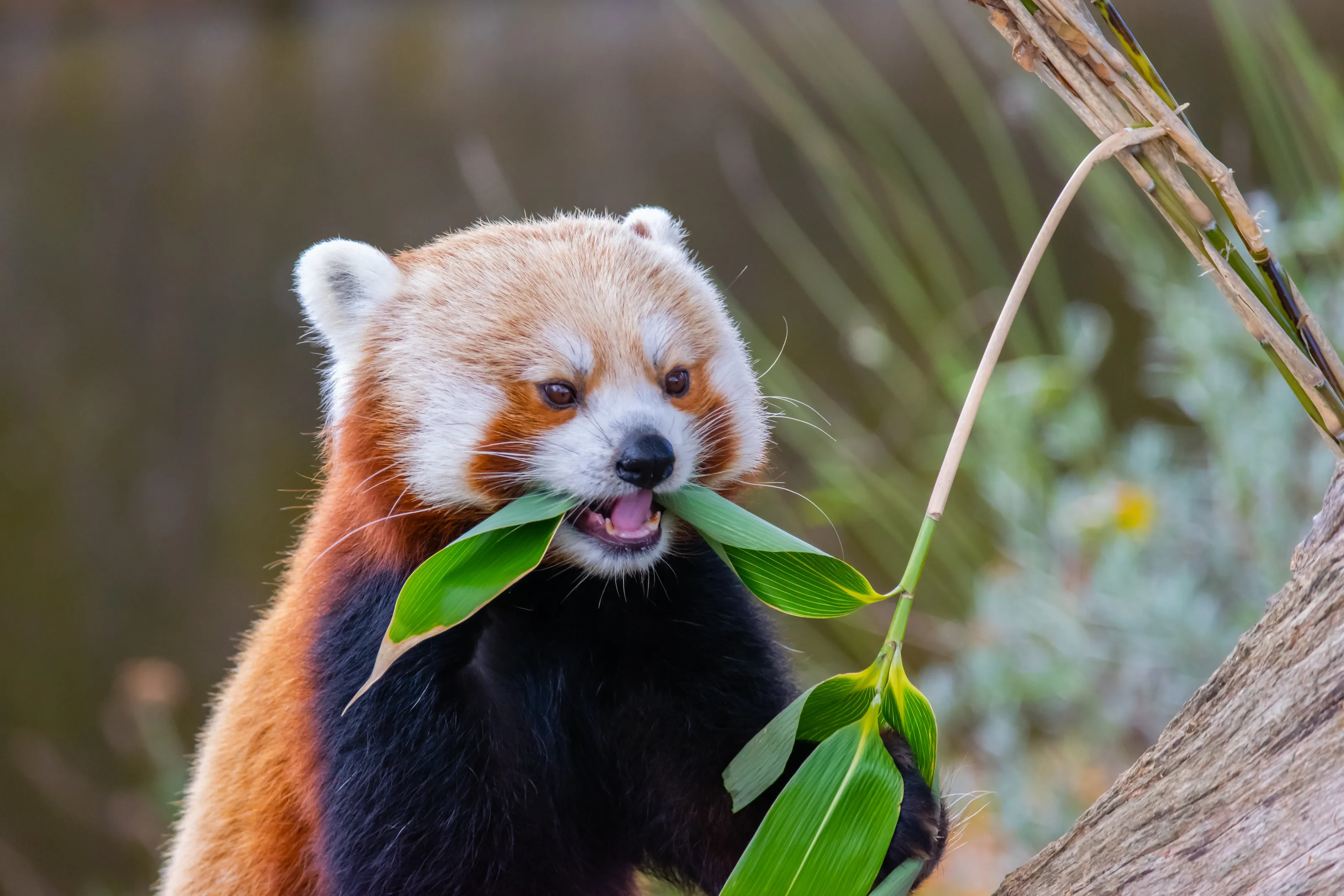 Red Panda