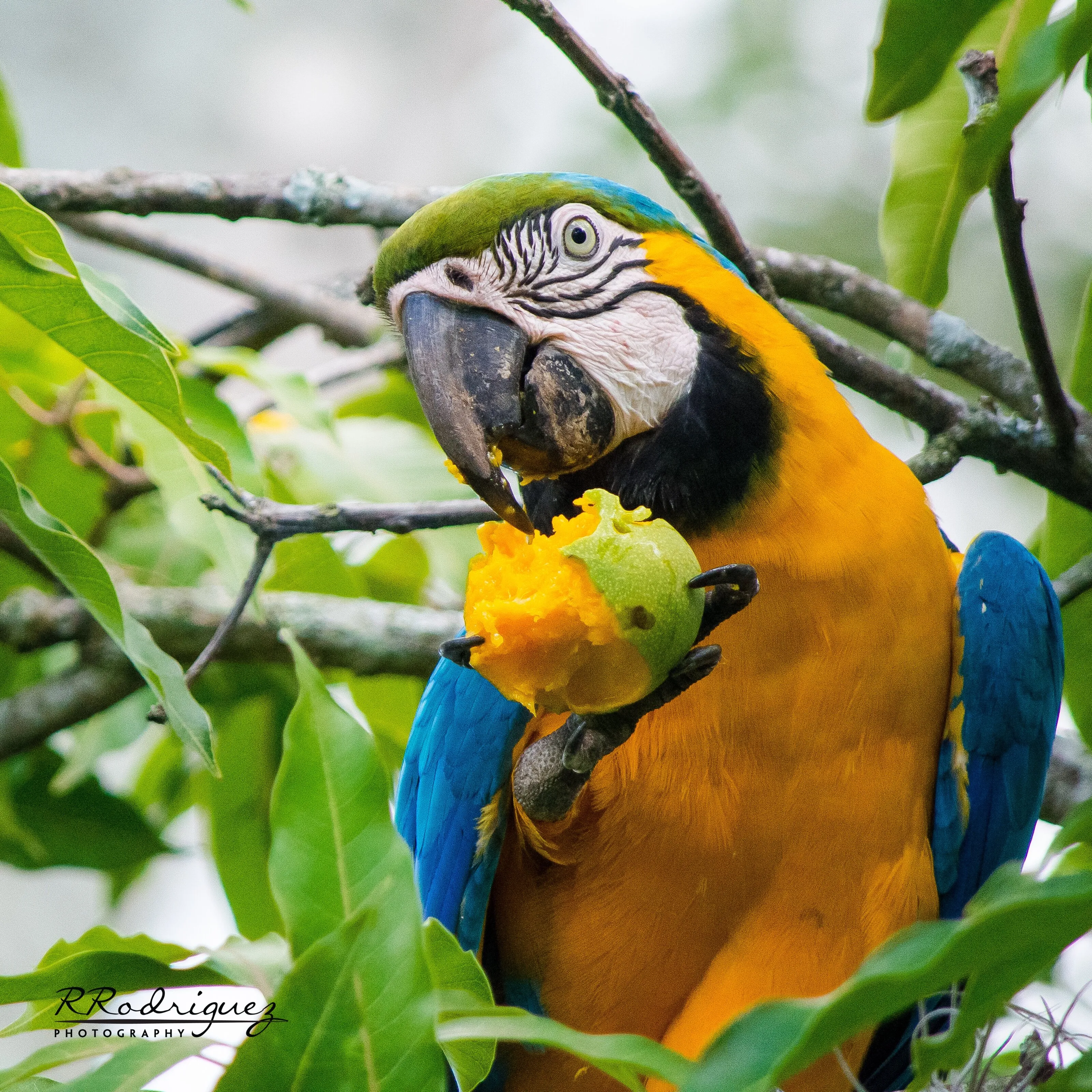 beautiful Blue-yellow macaw eating mango
