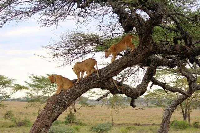 The Pride of the Serengeti