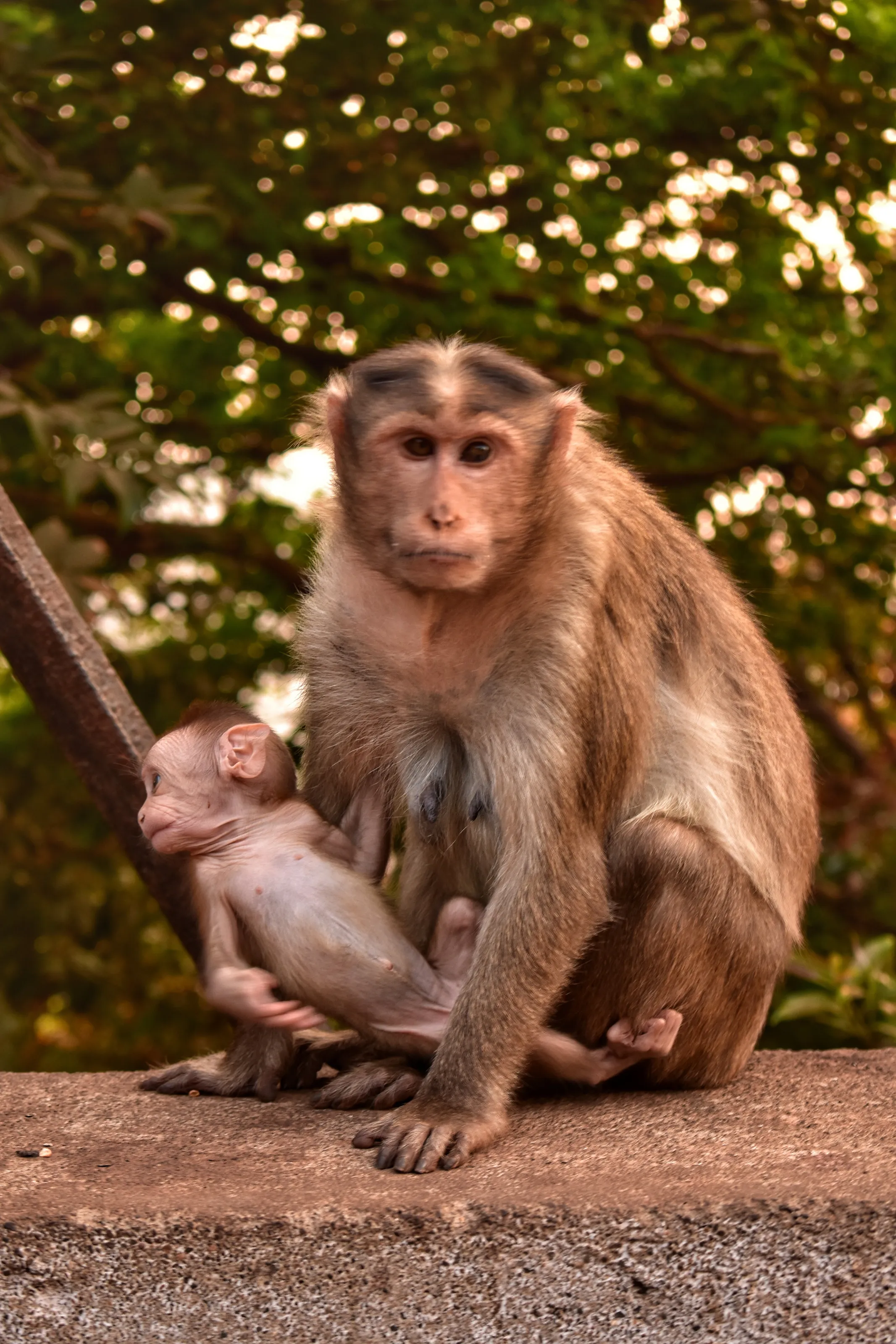 Banner image