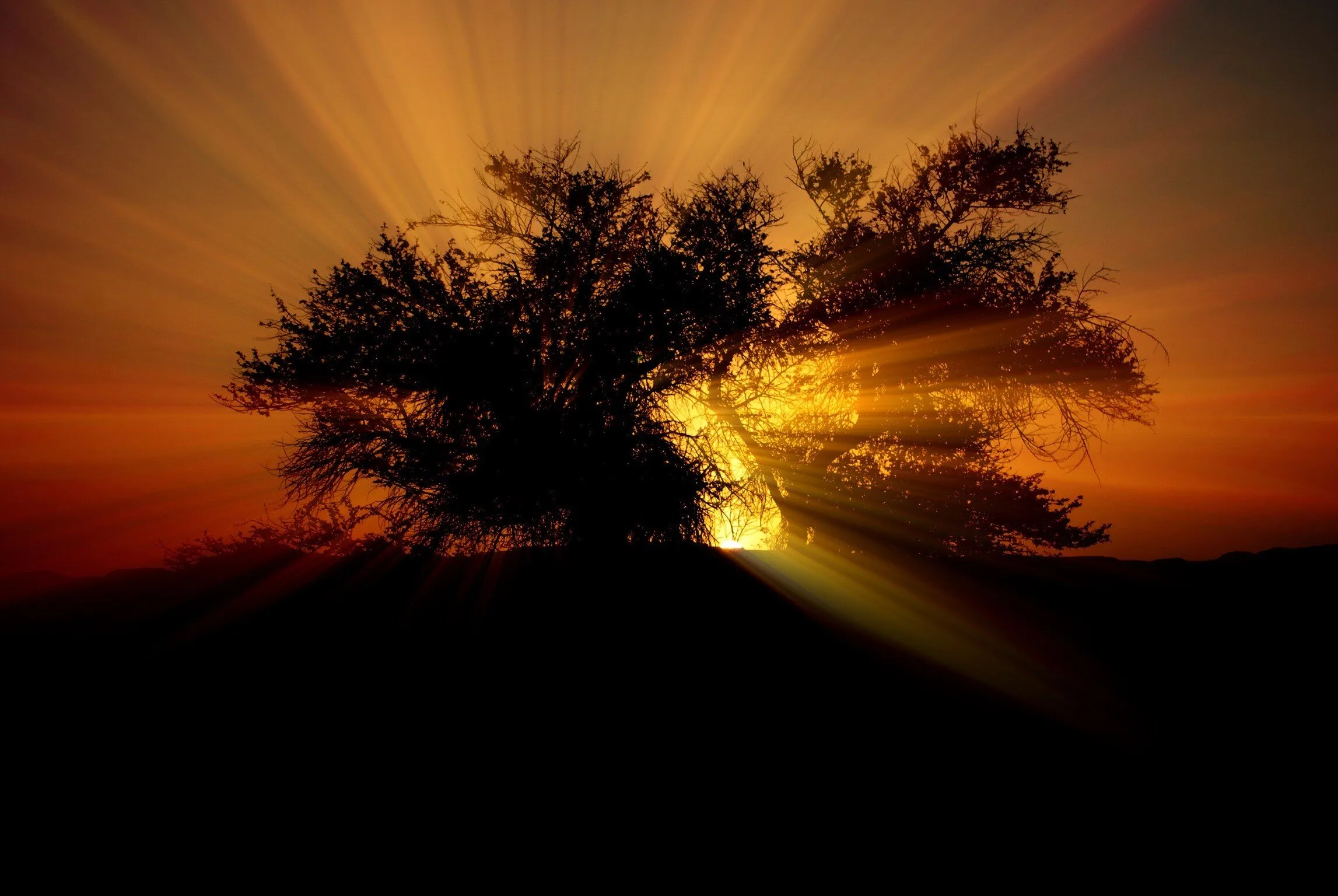 Desert Sunset