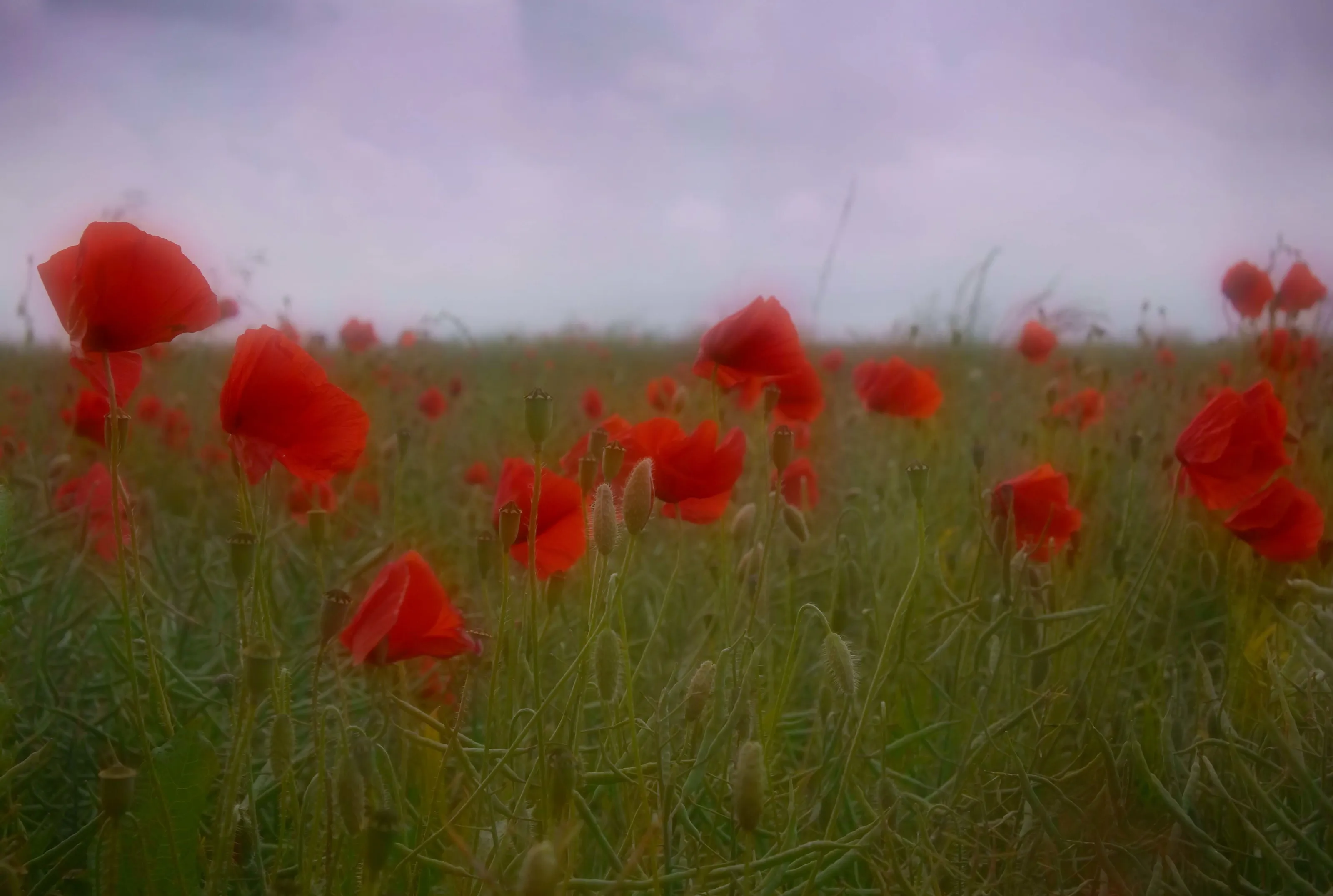Summer meadow