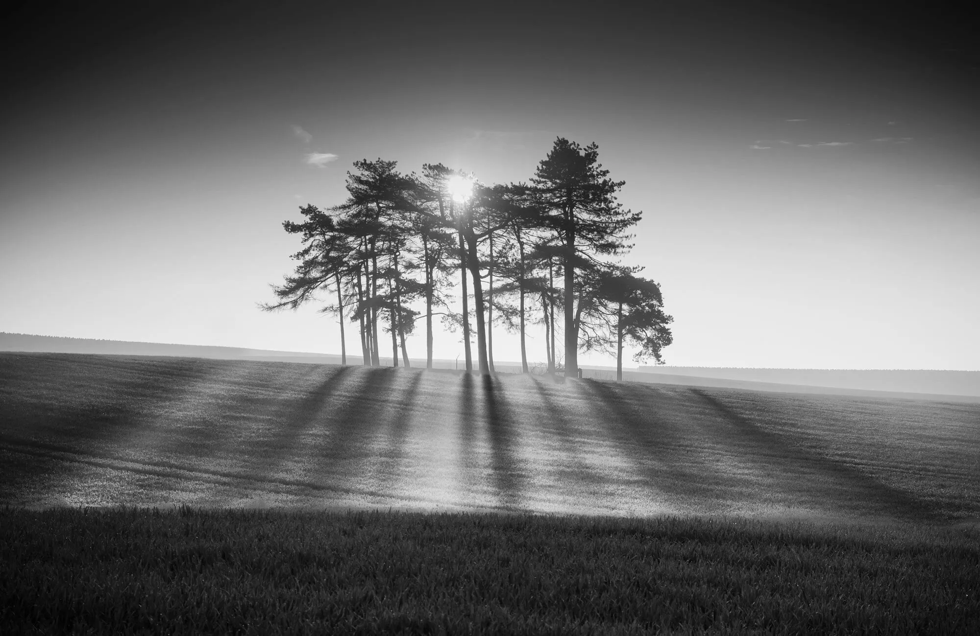Nature's Barcode