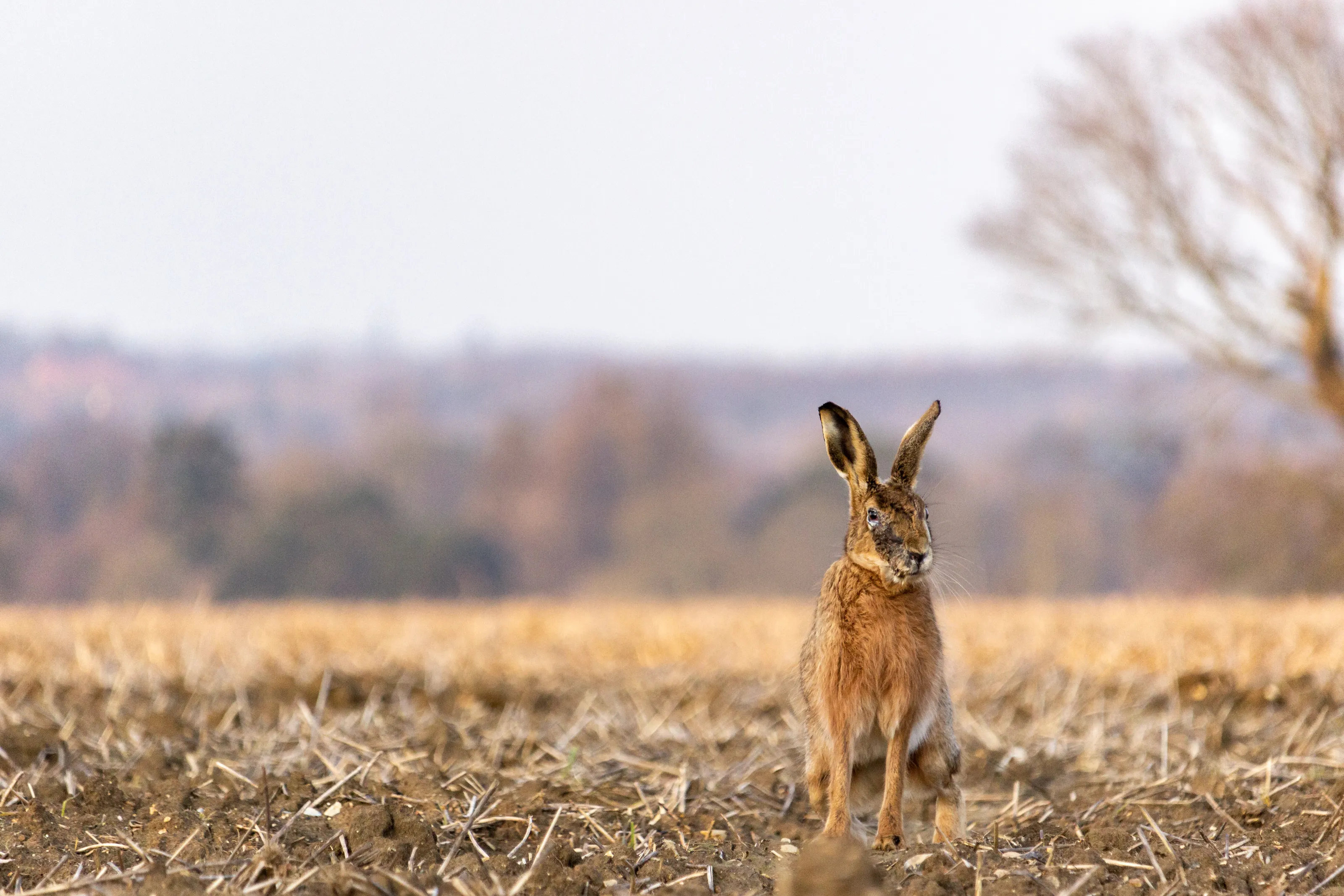 A Hare's Hard Life