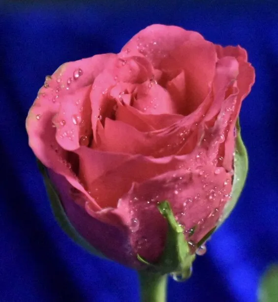 Pink Rose with Water Droplets