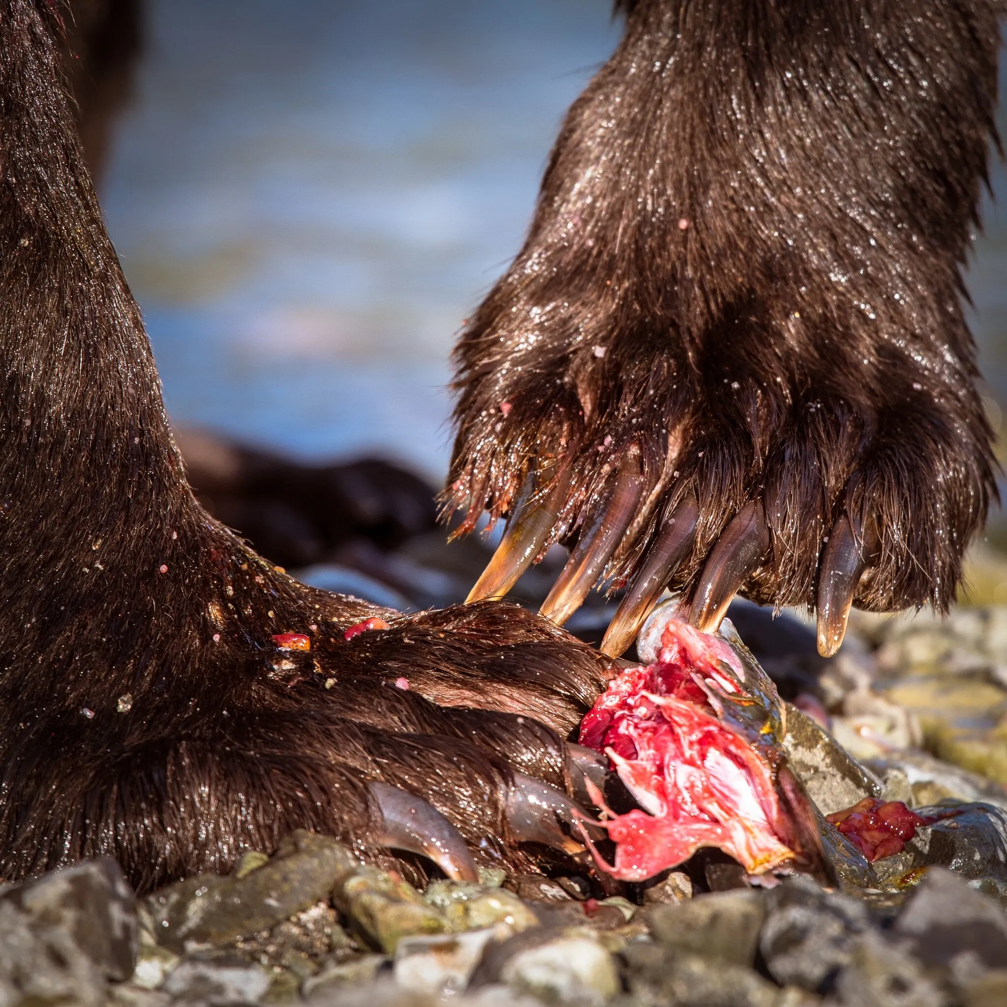Claws