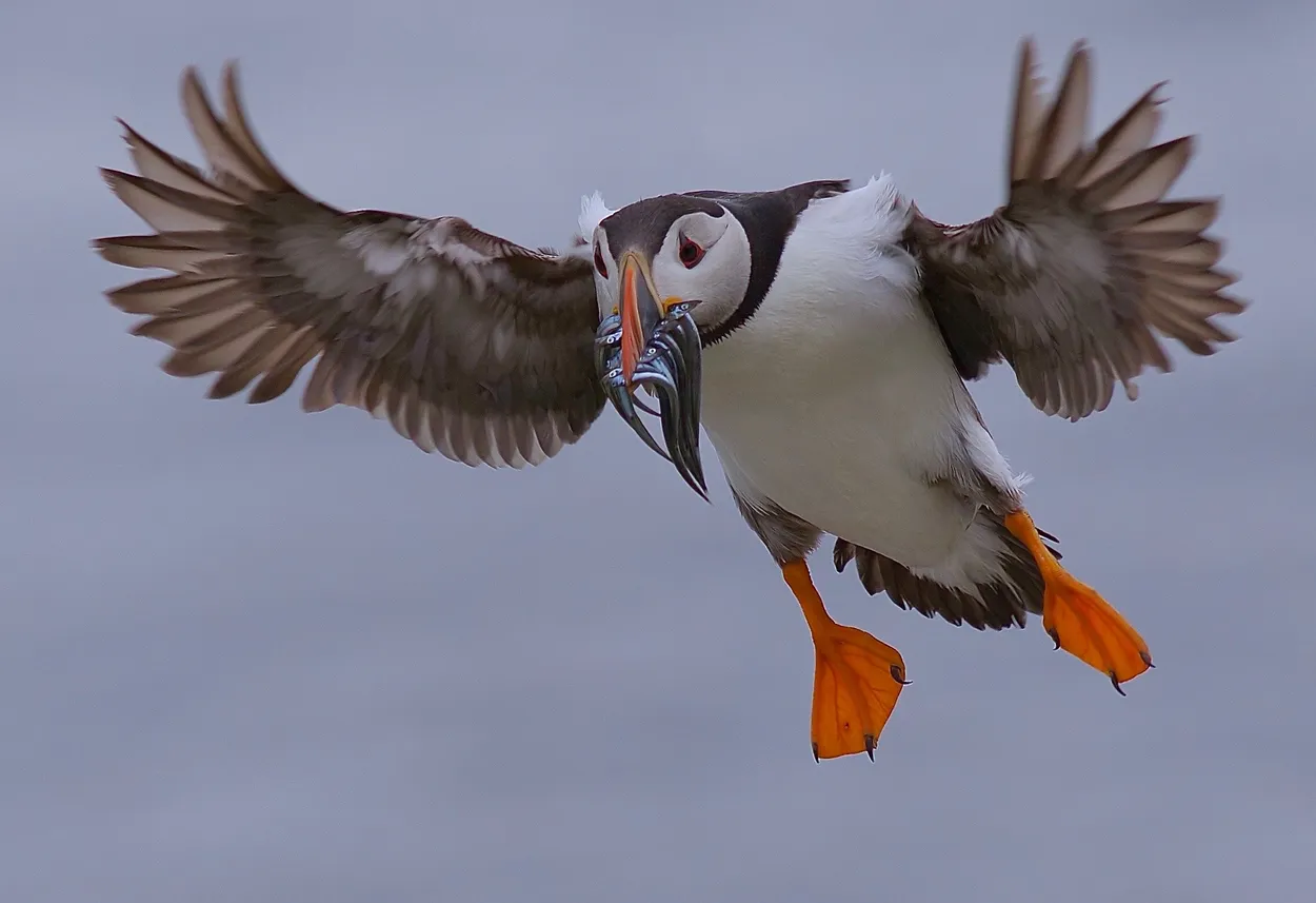 Entry 3680510