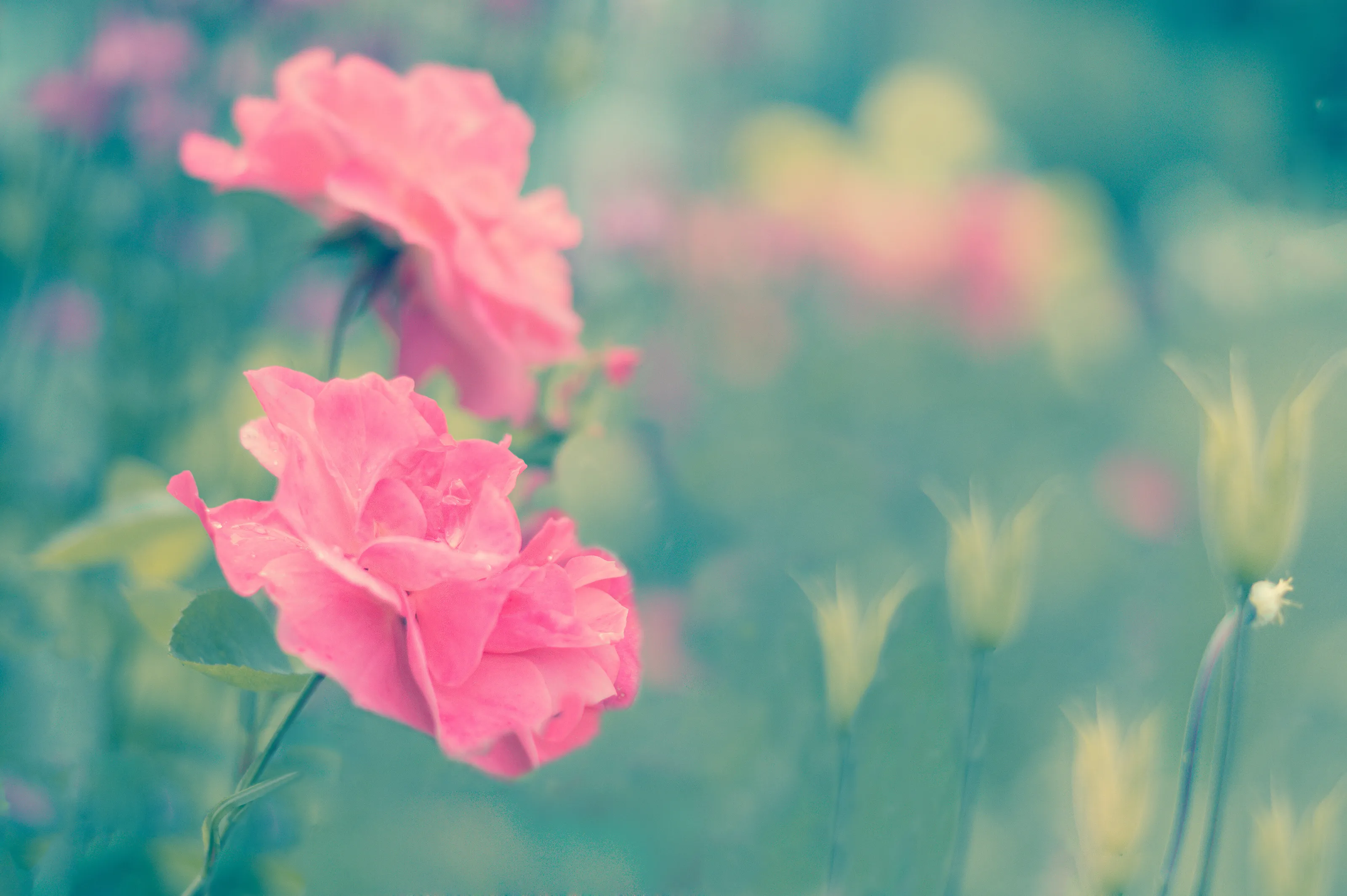 Roses