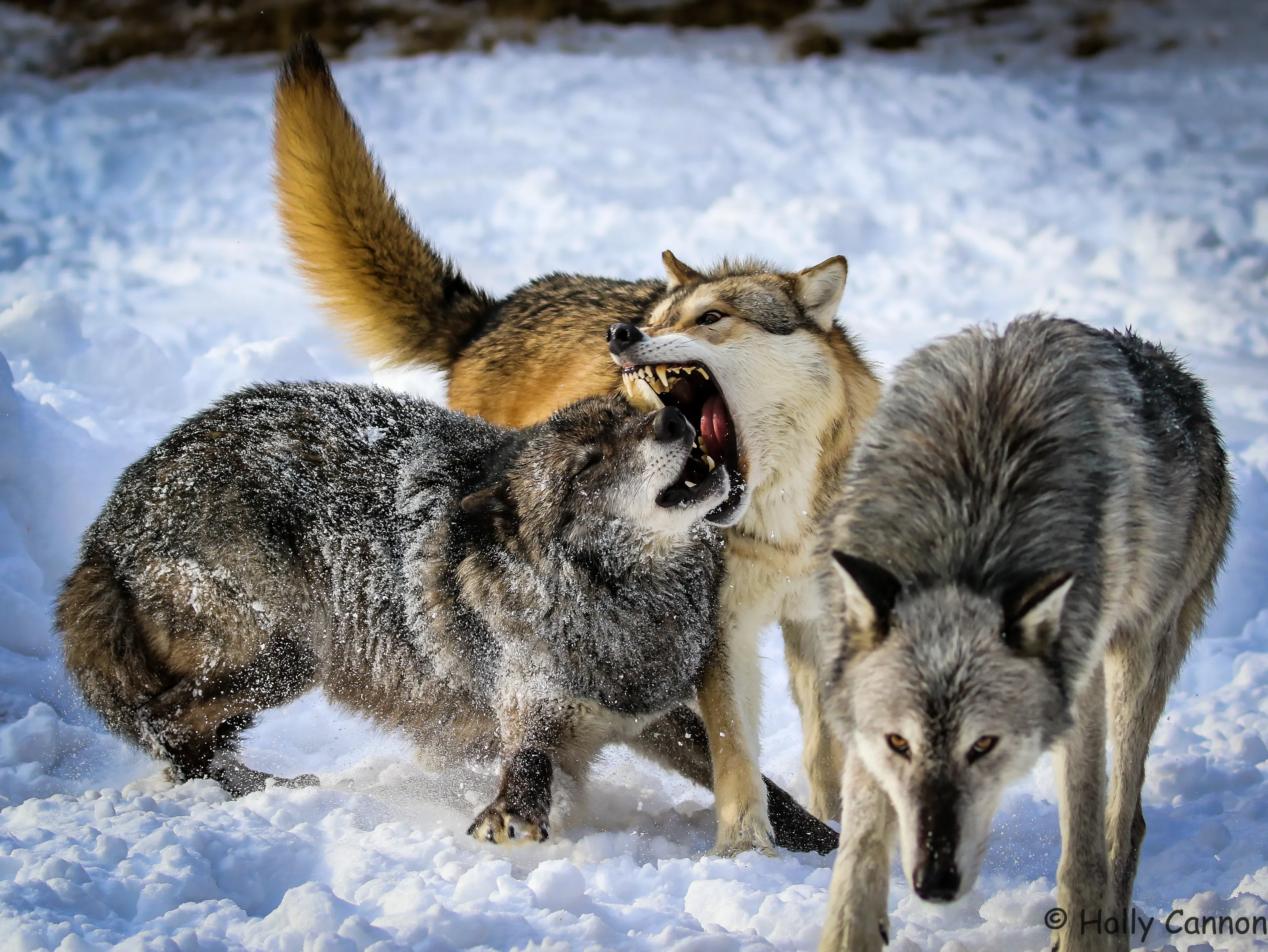 Alpha Dog