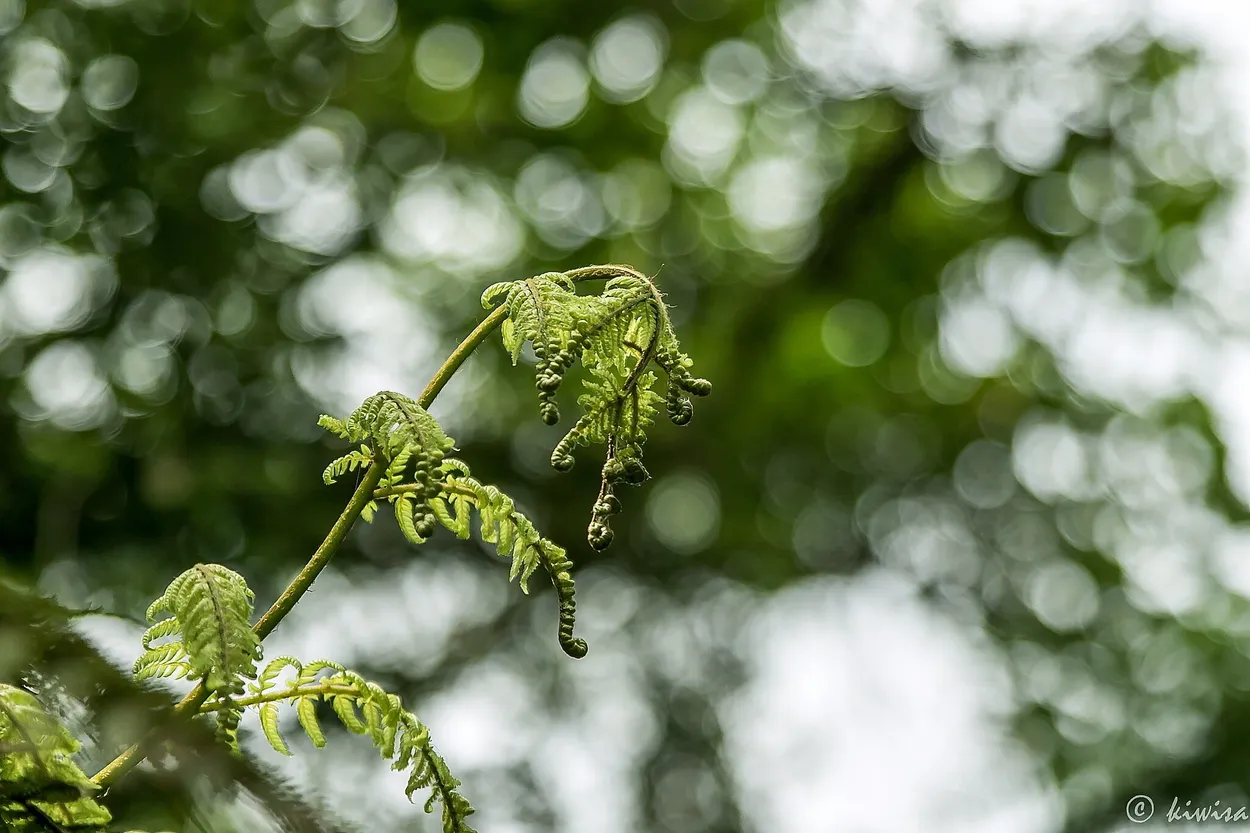 Entry 4358358