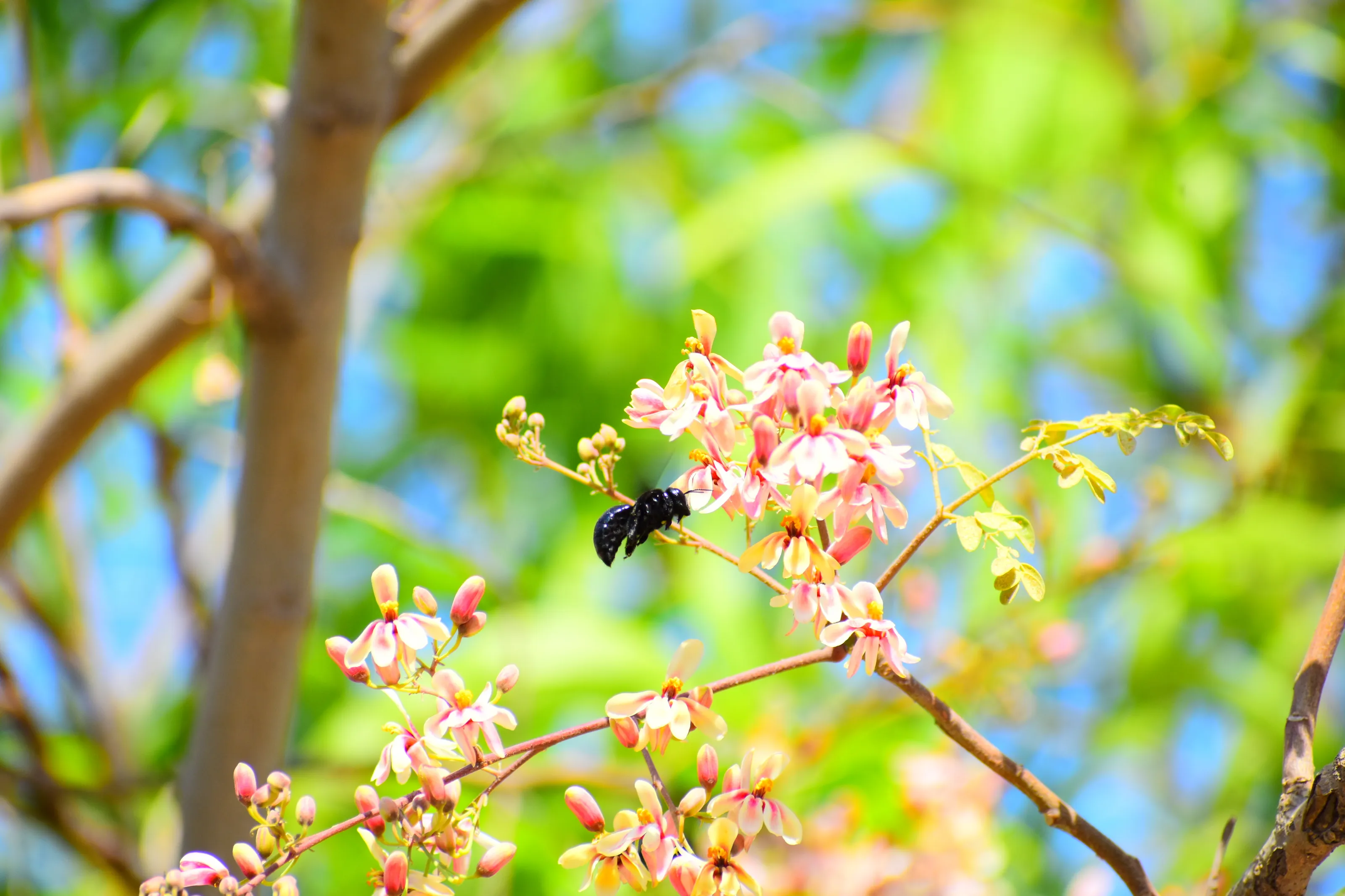 Carpenter Bees