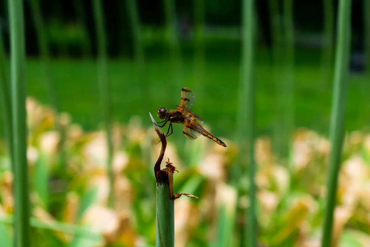 A Bugs Eye View