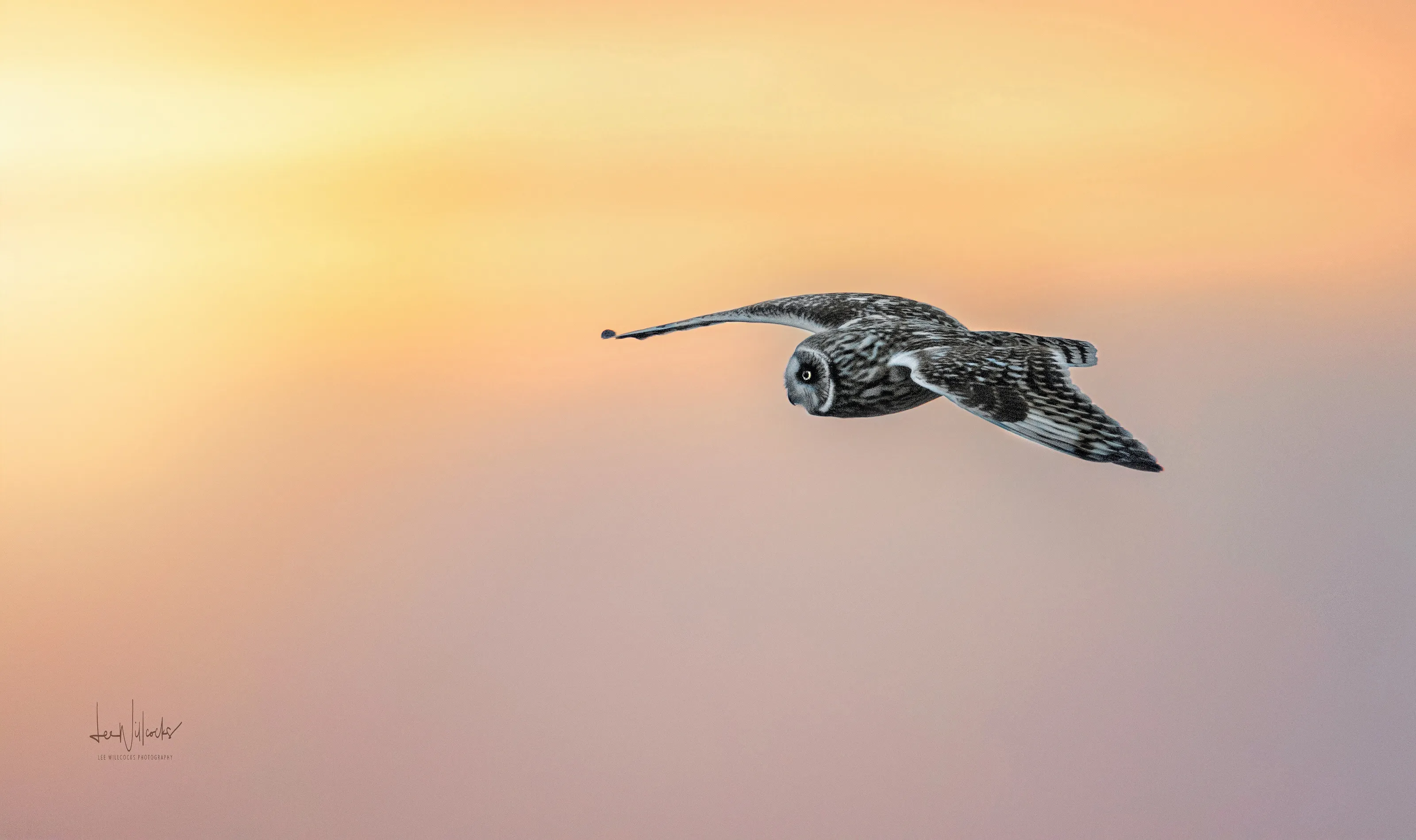 Beautiful Short-eared Owl at sunset
