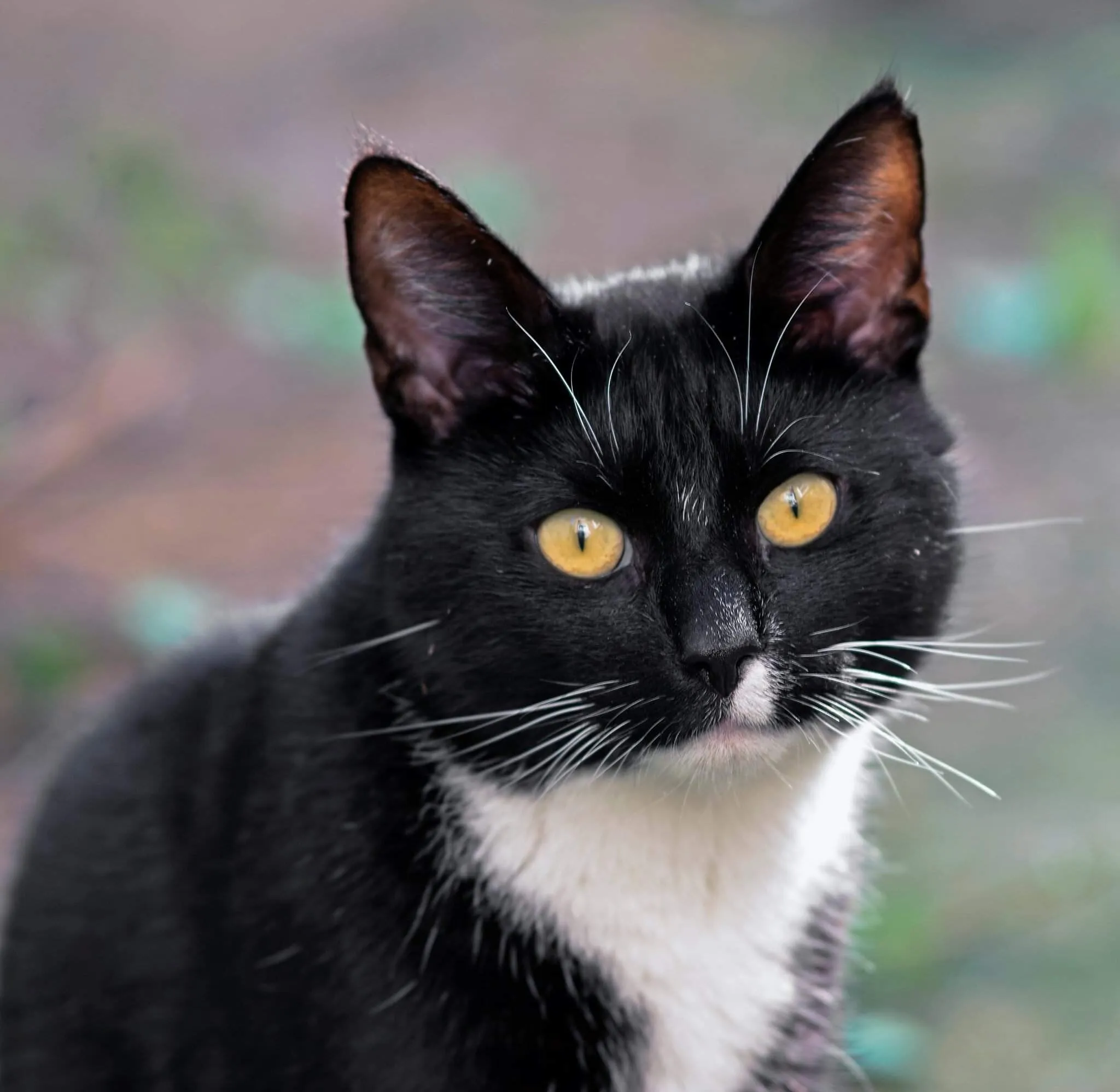 Neighbour's cat