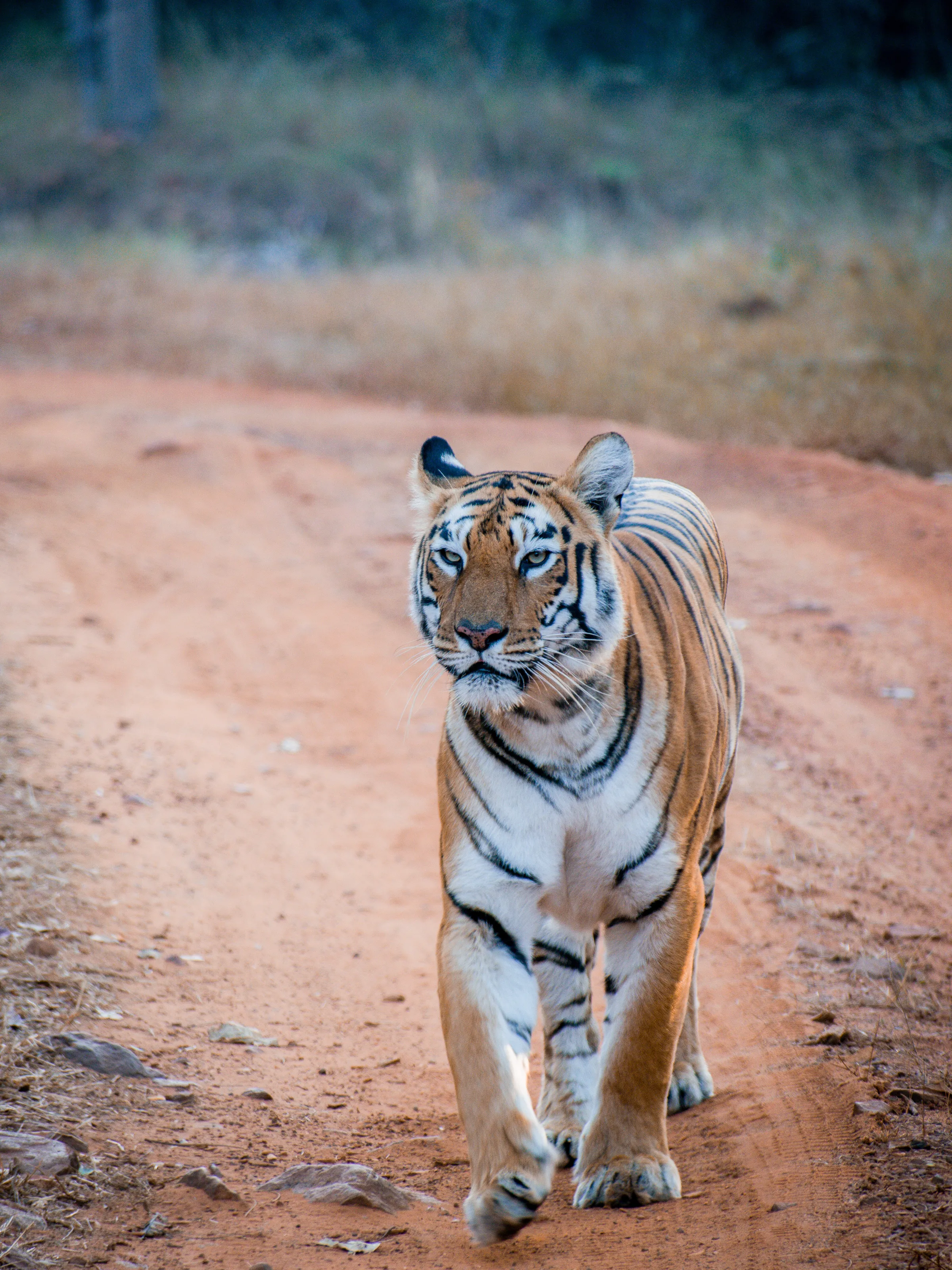 The Tiger rules