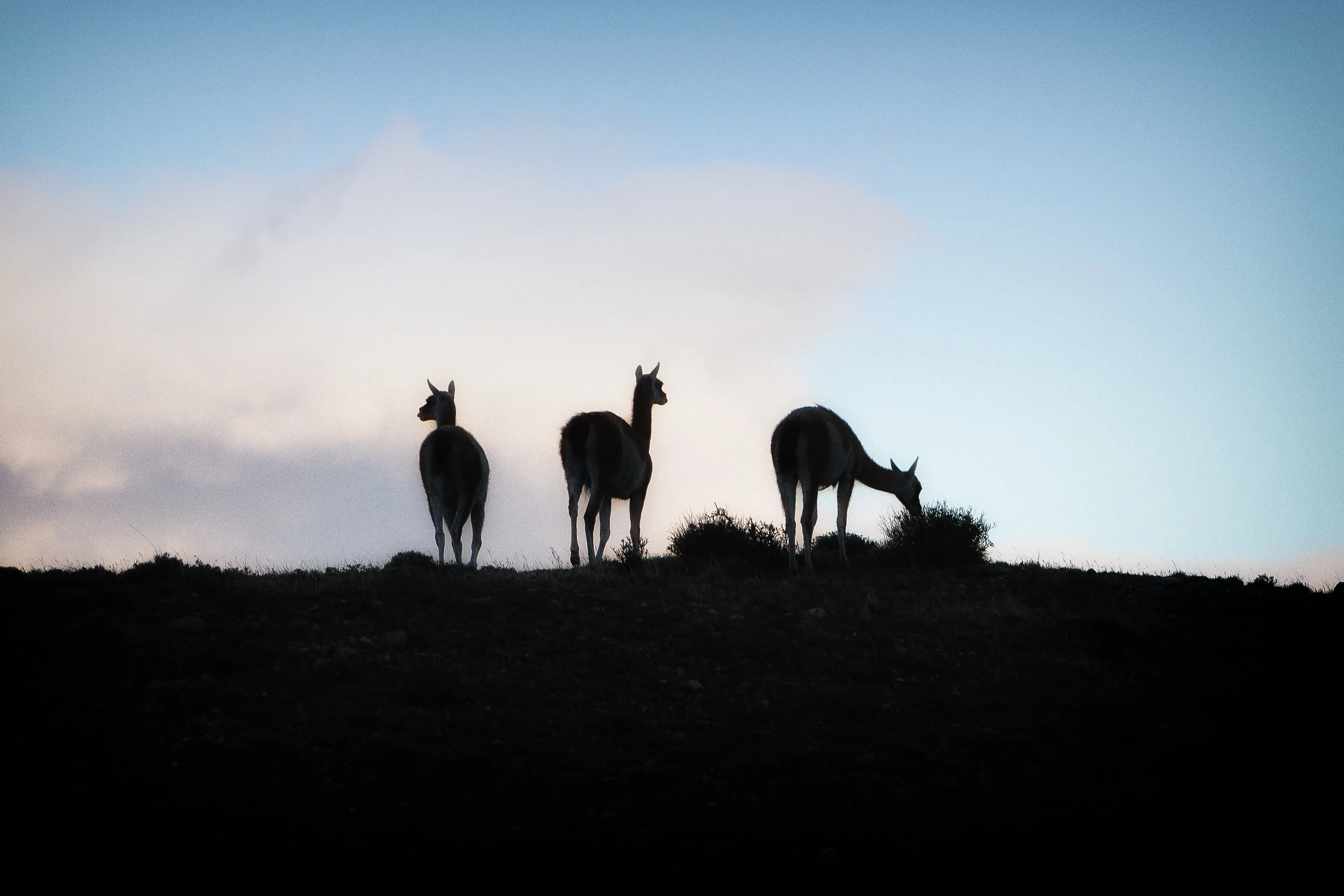 Guanaco