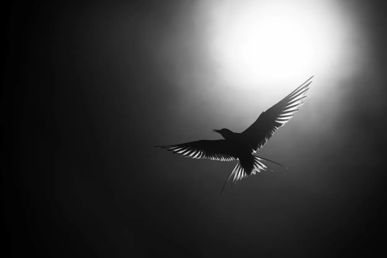 Entry 200758