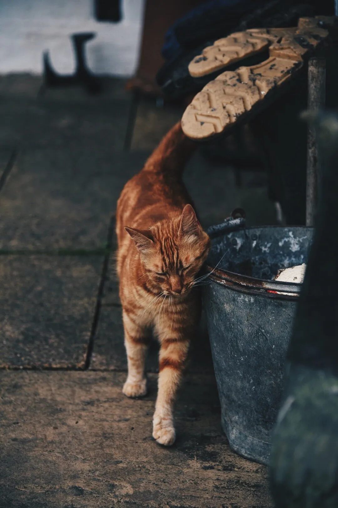 Scratch the cat