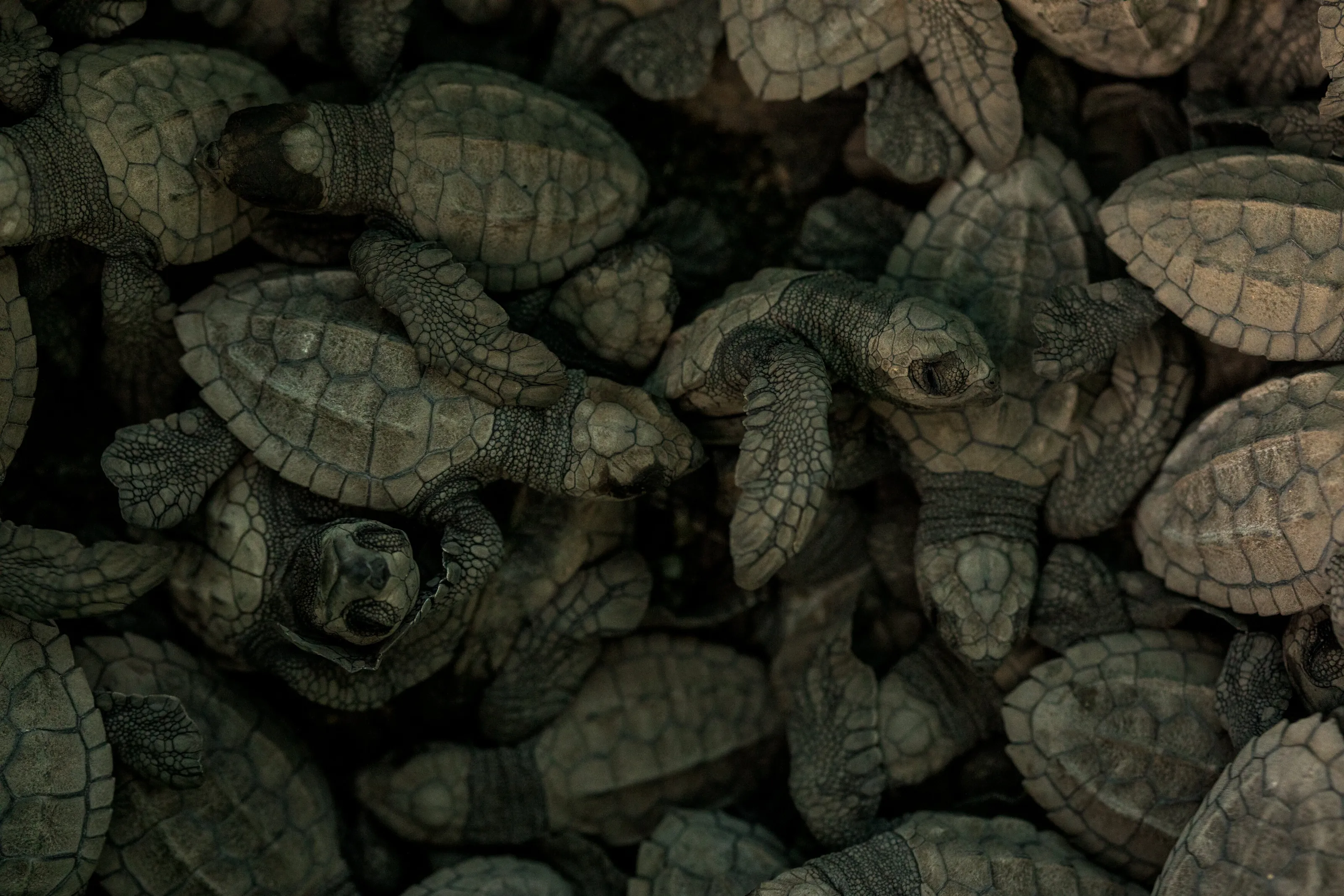 Baby Olive Ridley Turtles Before Release