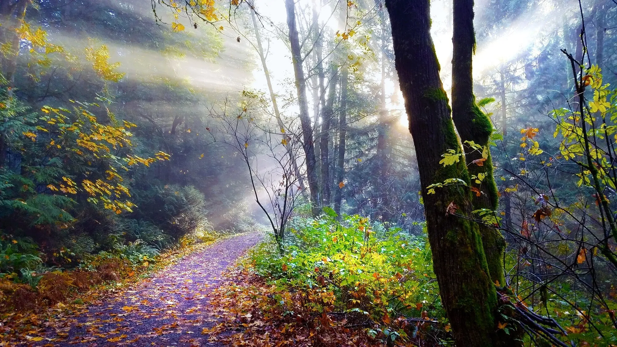 Morning Light
